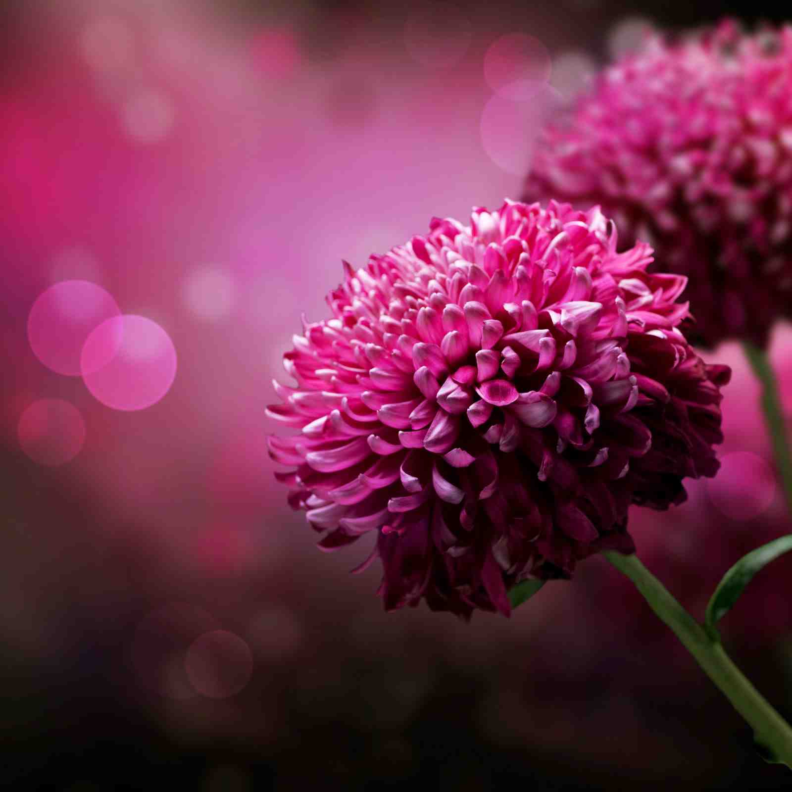 Vibrant Pink Dahlia Floral Wall Art
