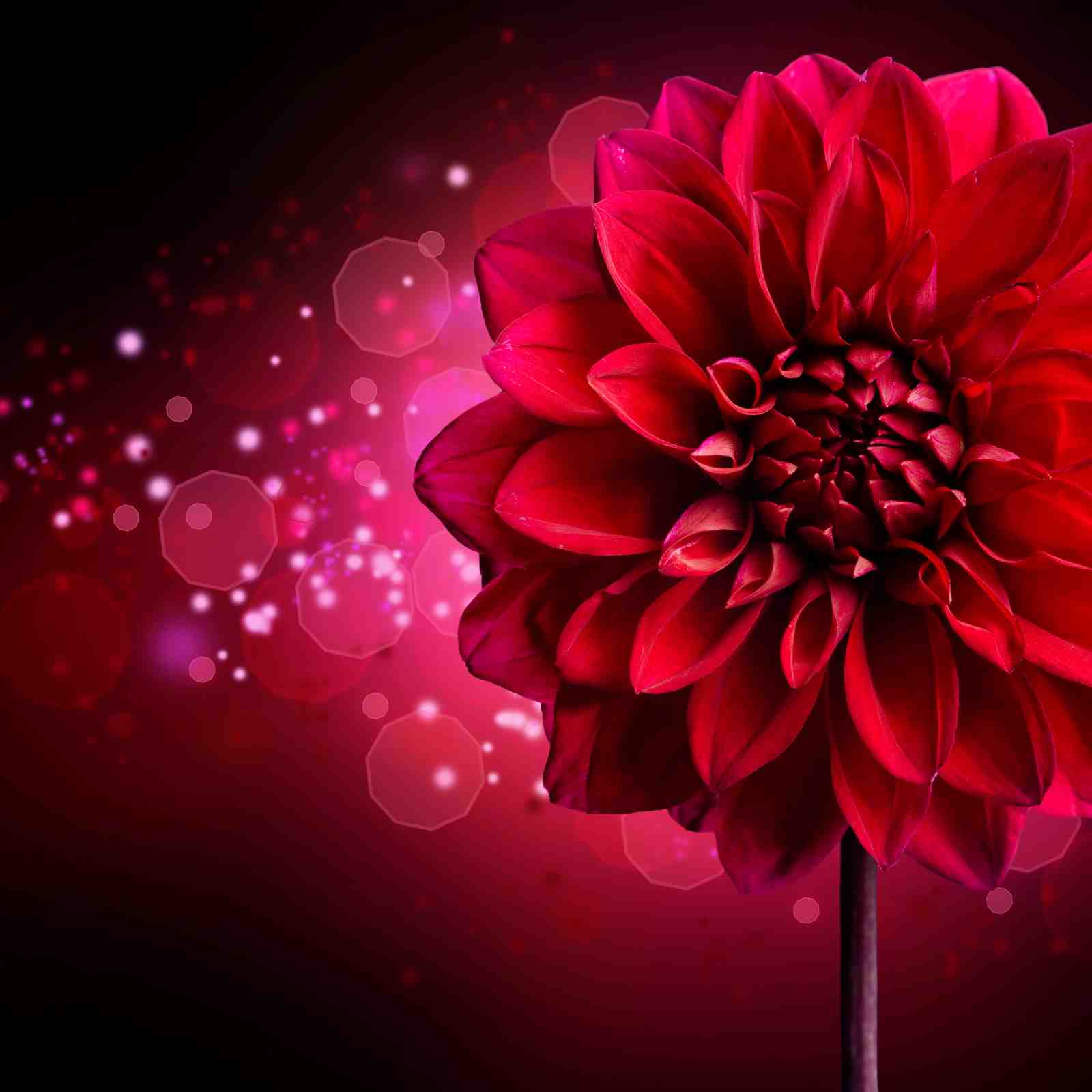 Vibrant Red Dahlia Bloom Wall Art