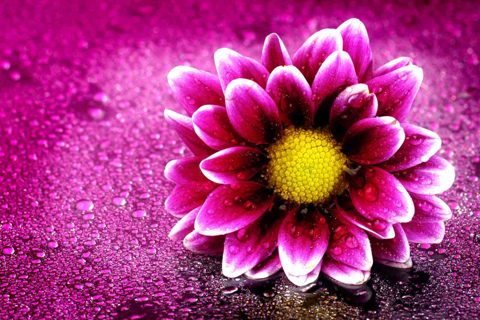 Vibrant Daisy Dewdrops Wall Art