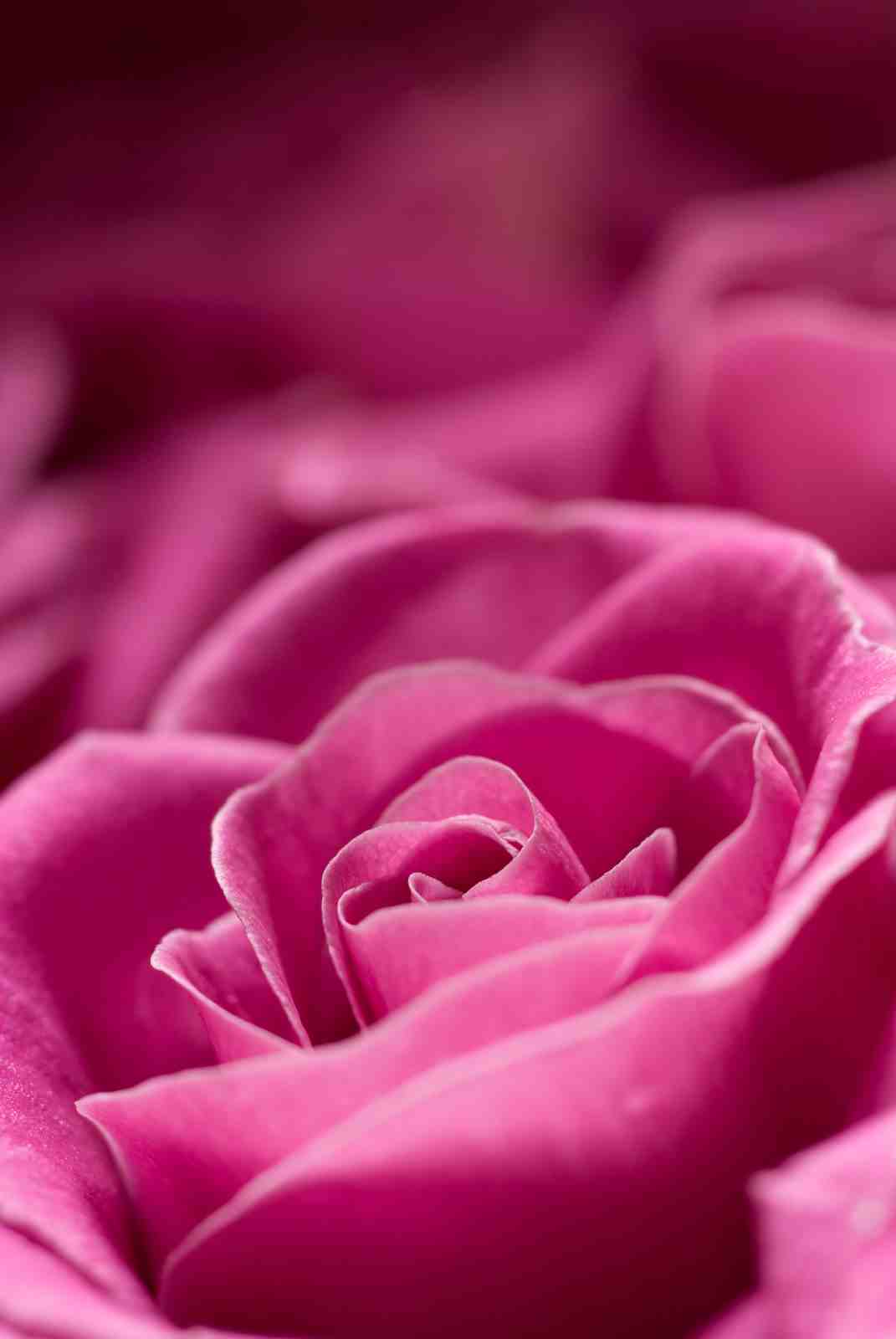 Vibrant Pink Rose Macro Wall Art - Floral Art