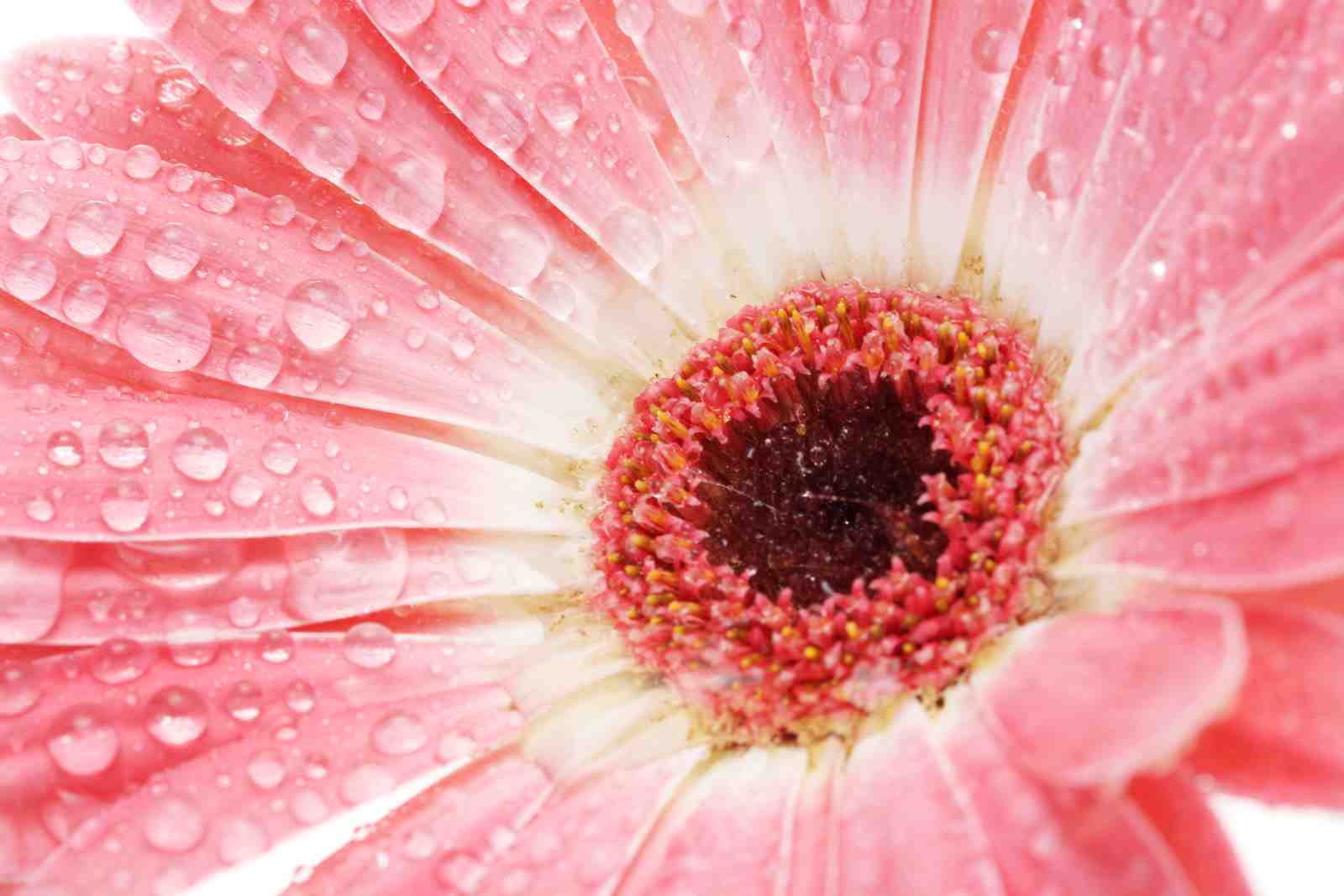 Dewy Pink Gerbera Daisy Close-Up Wall Art