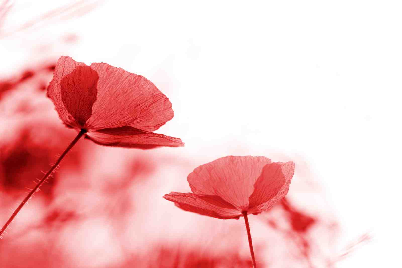 Vibrant Red Poppies Field Wall Art