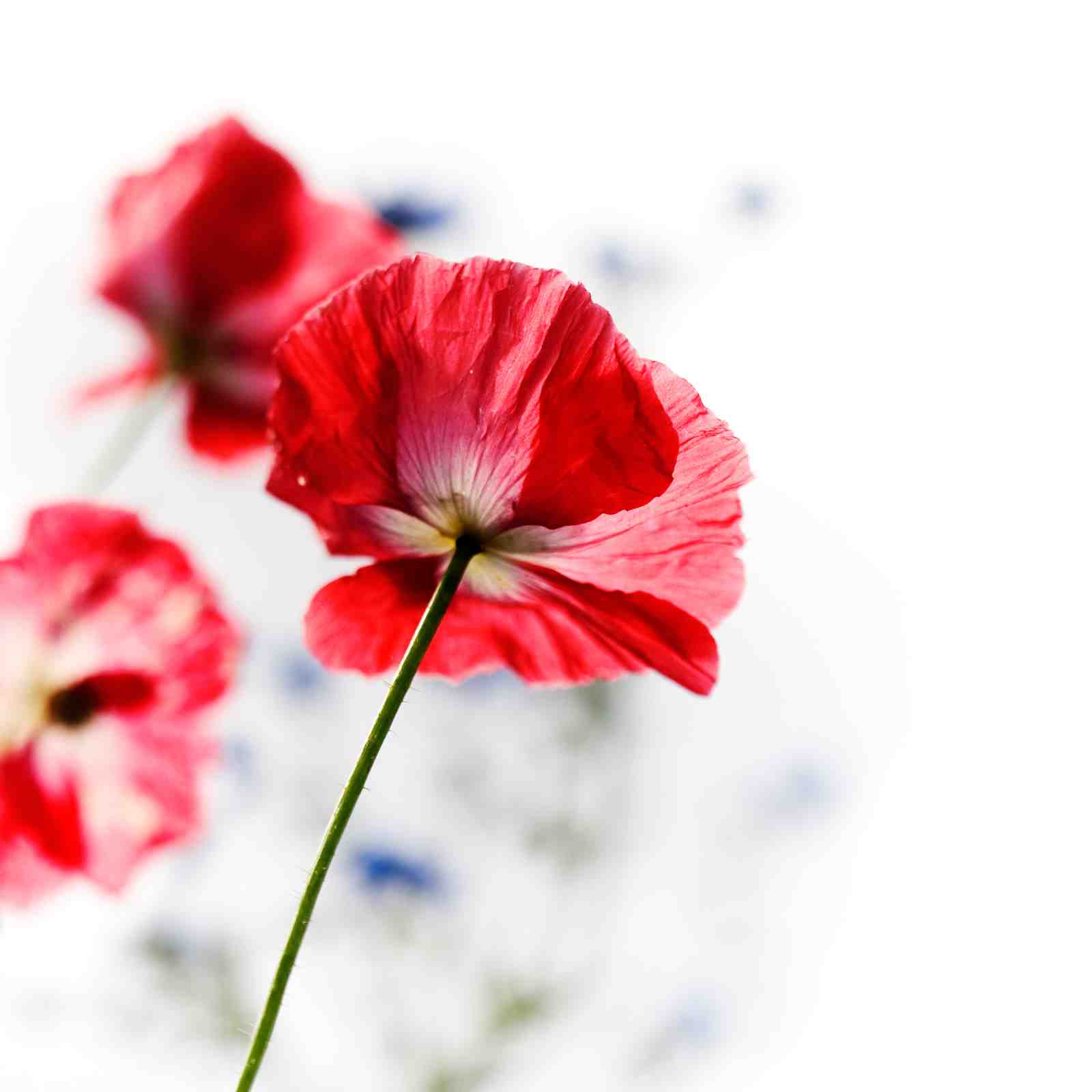 Vibrant Red Poppies Floral Nature Wall Art