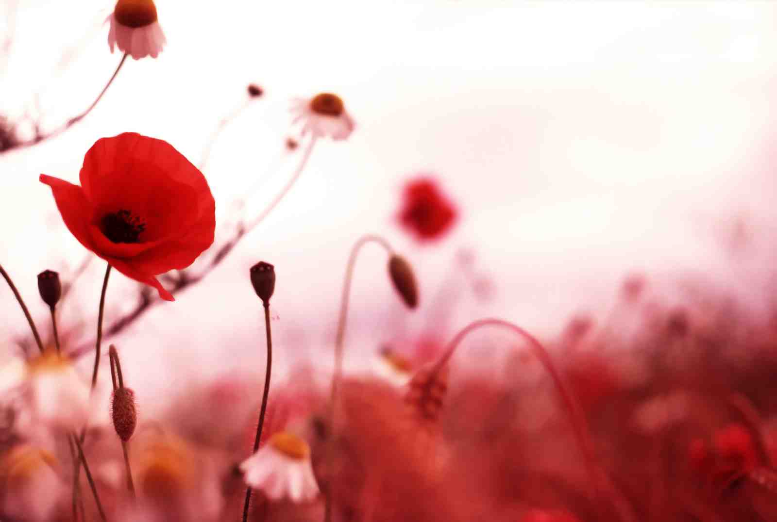 Vibrant Red Poppy Field Wall Art