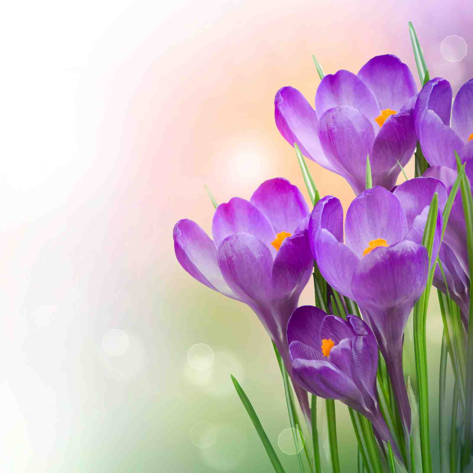 Purple Crocus Spring Floral Wall Art
