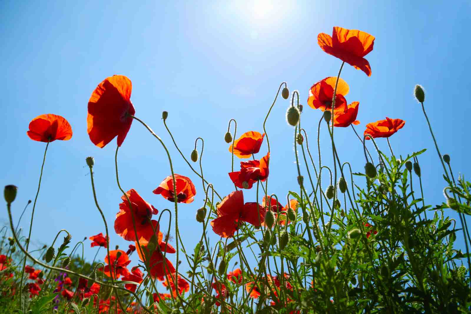 Vibrant Red Poppies Field Wall Art