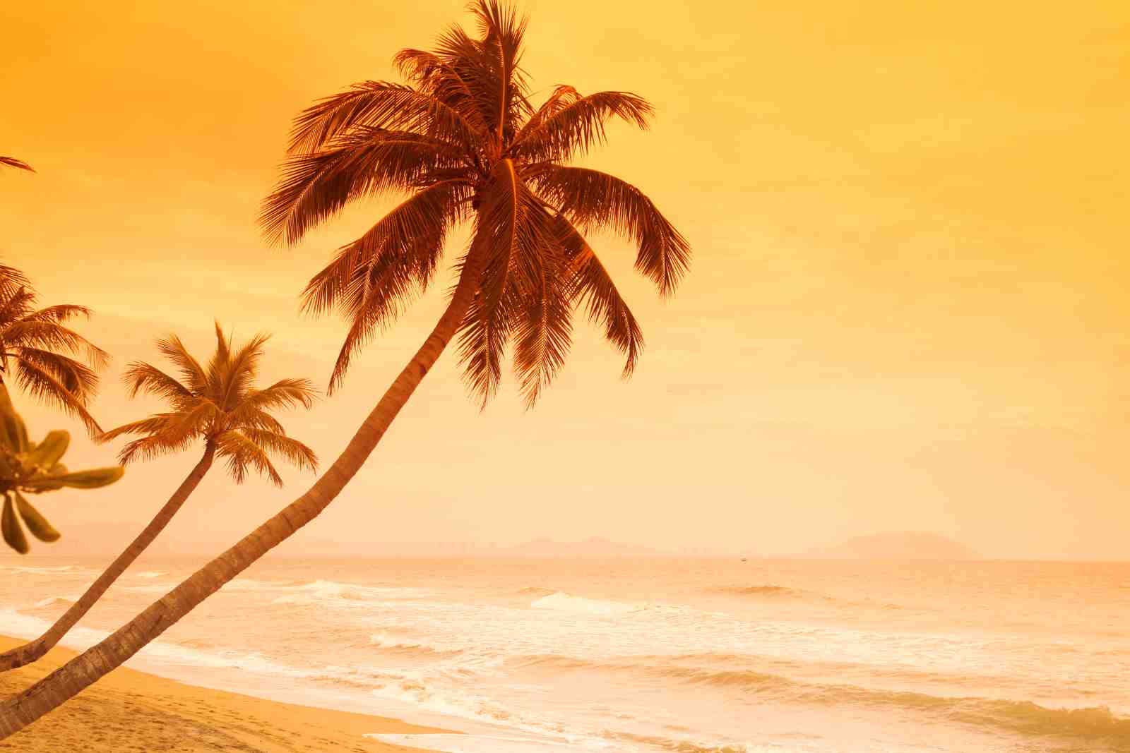 Serene Tropical Sunset Palm Tree Wall Art