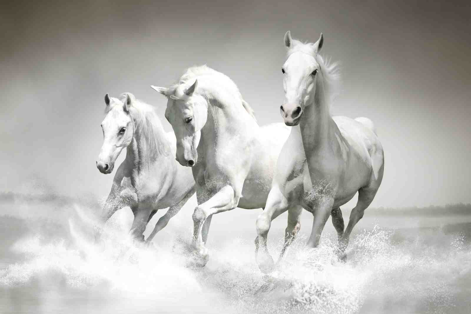 Majestic White Horses Galloping Through Water Wall Art
