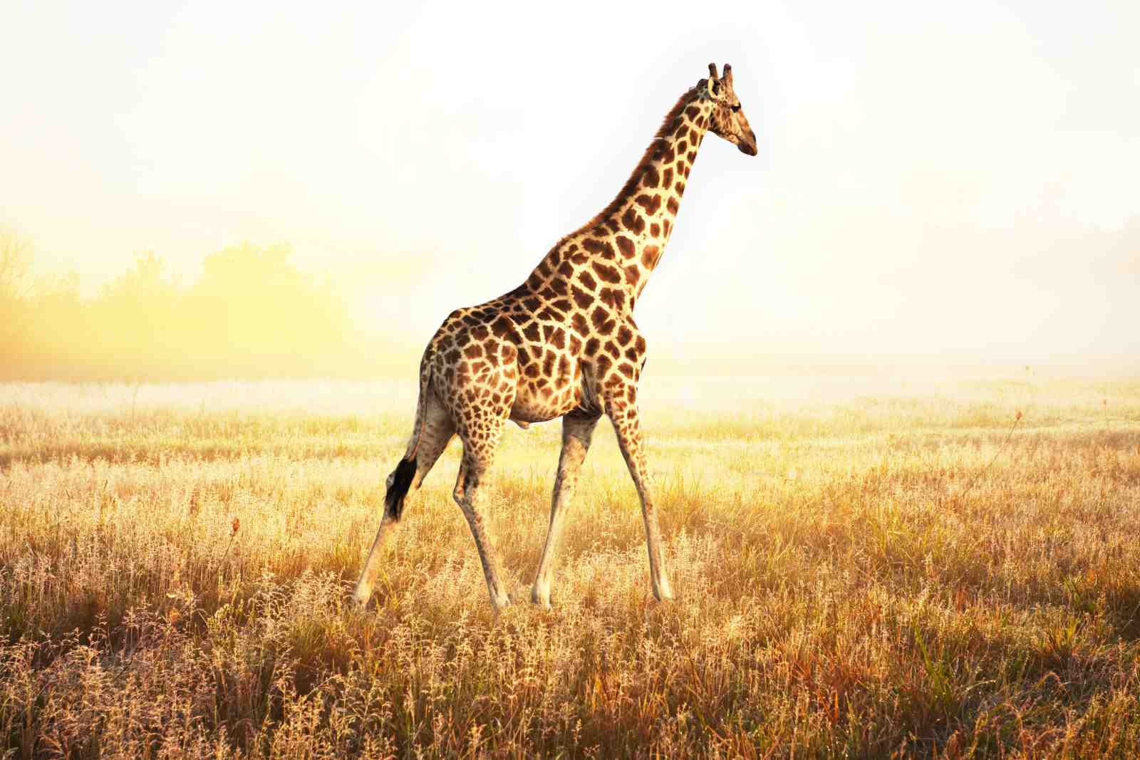 Serene Giraffe Safari Golden Hour Wall Art