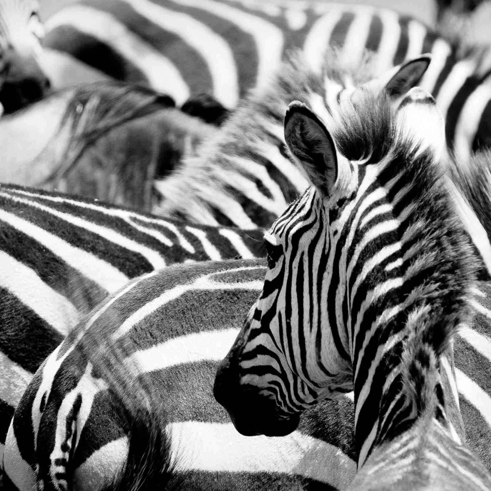 Bold Zebra Stripes Fine Art Wall Art