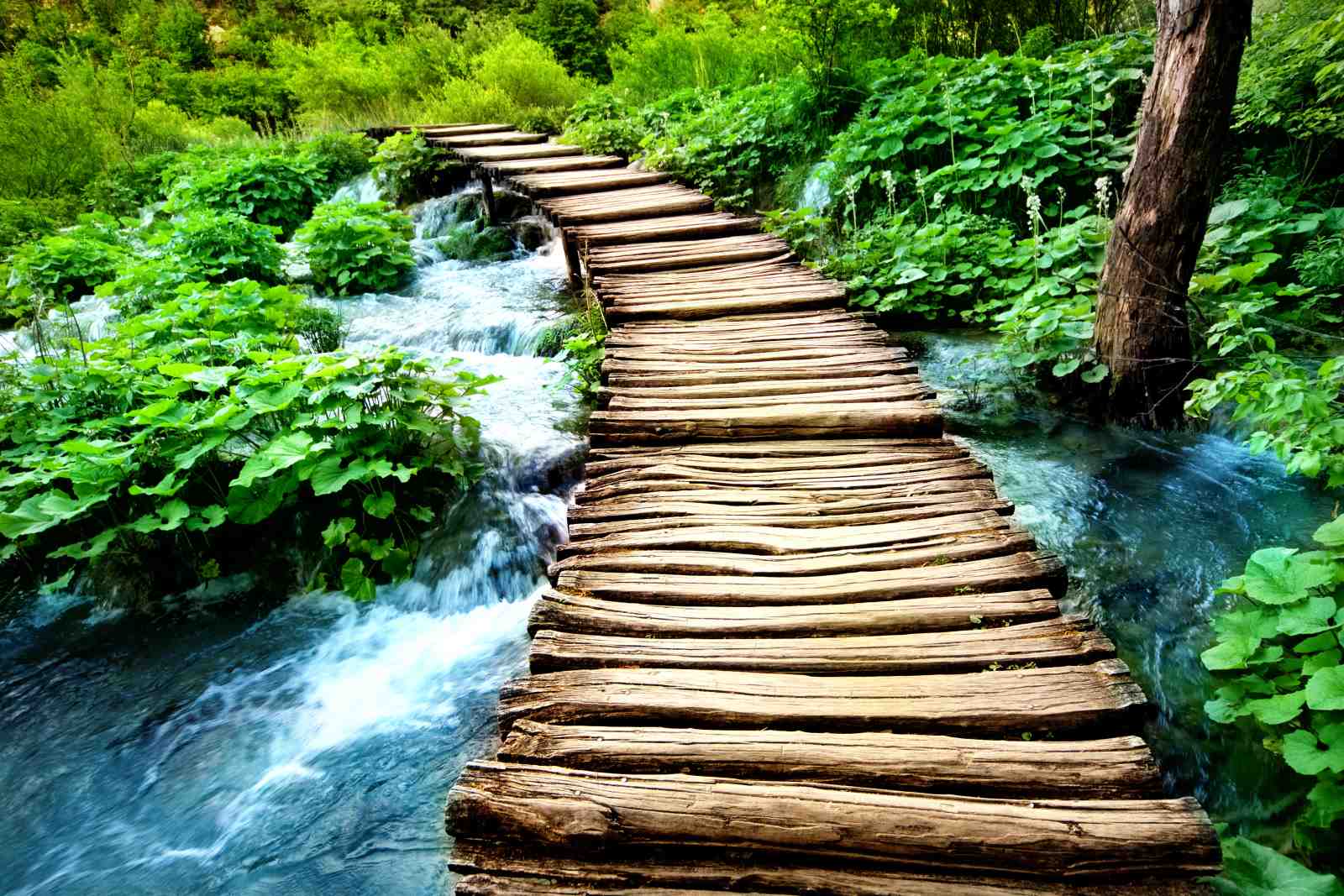 Serene Forest Walk Wooden Bridge Wall Art