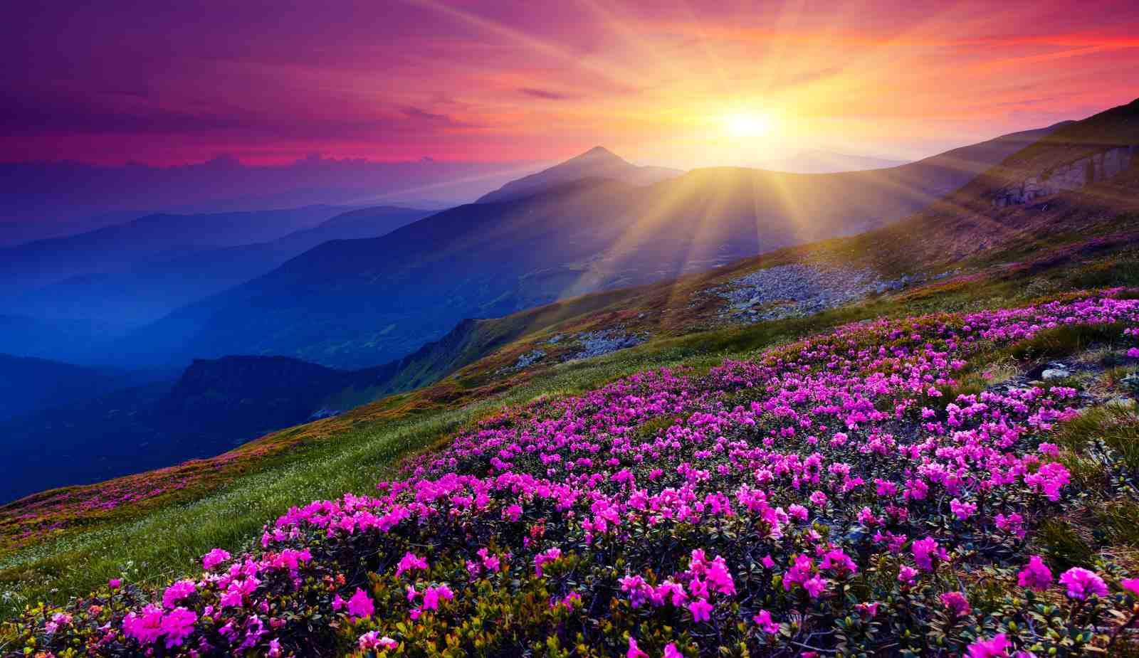 Mountain Sunrise Rhododendron Meadow Wall Art