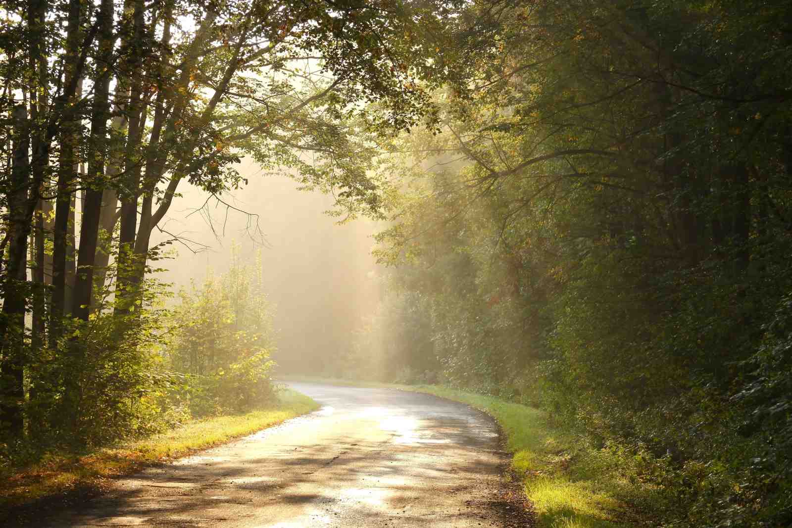 Enchanting Forest Path Sun Rays Wall Art