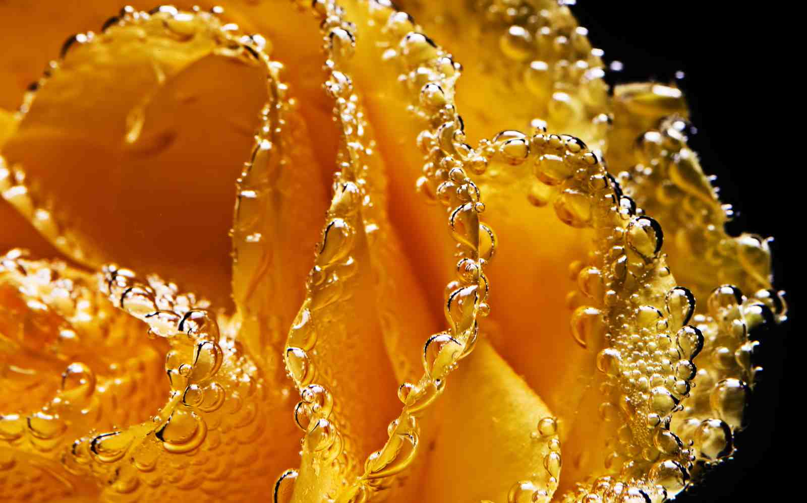 Golden Rose Bubbles Macro Wall Art