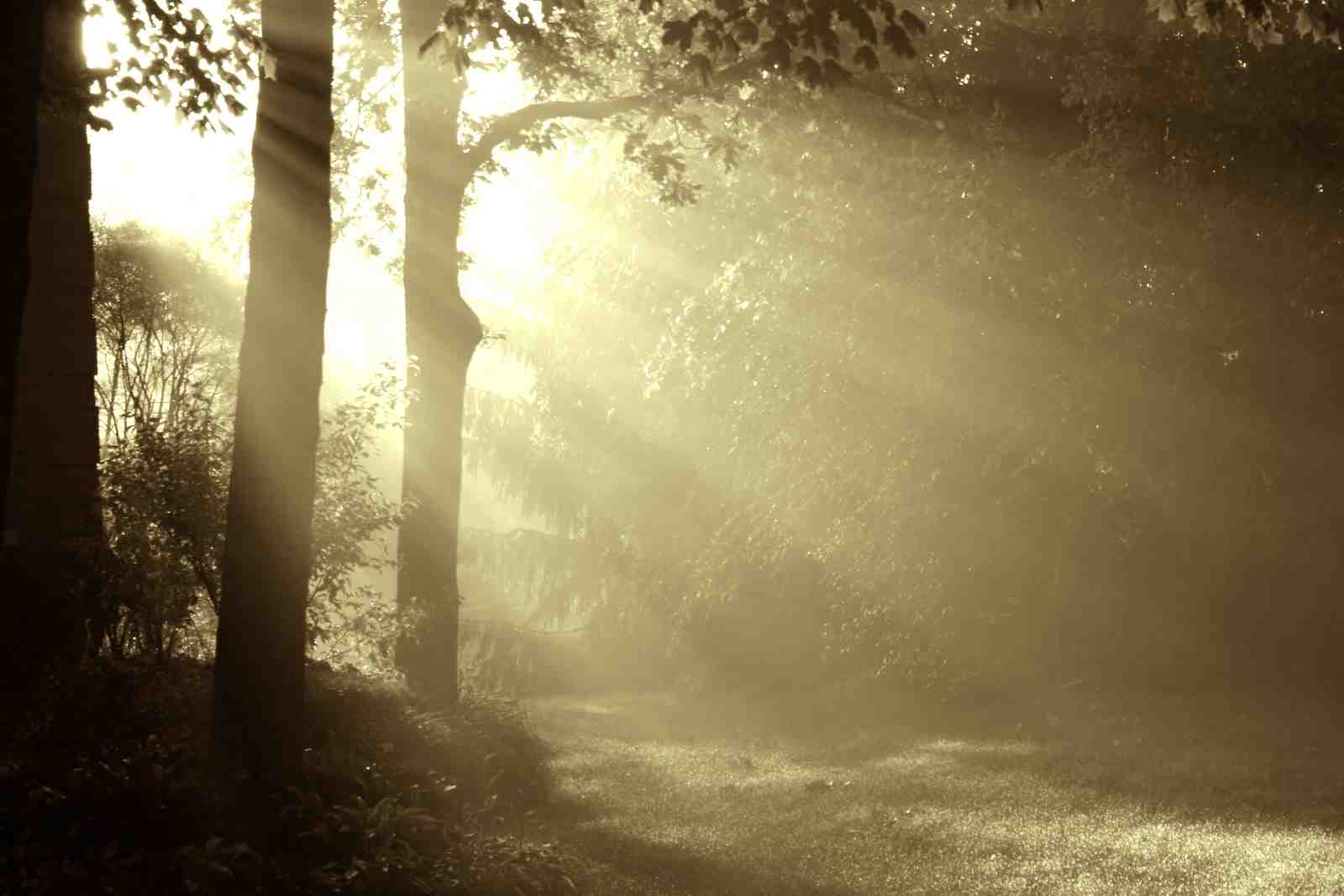 Misty Forest Path Wall Art