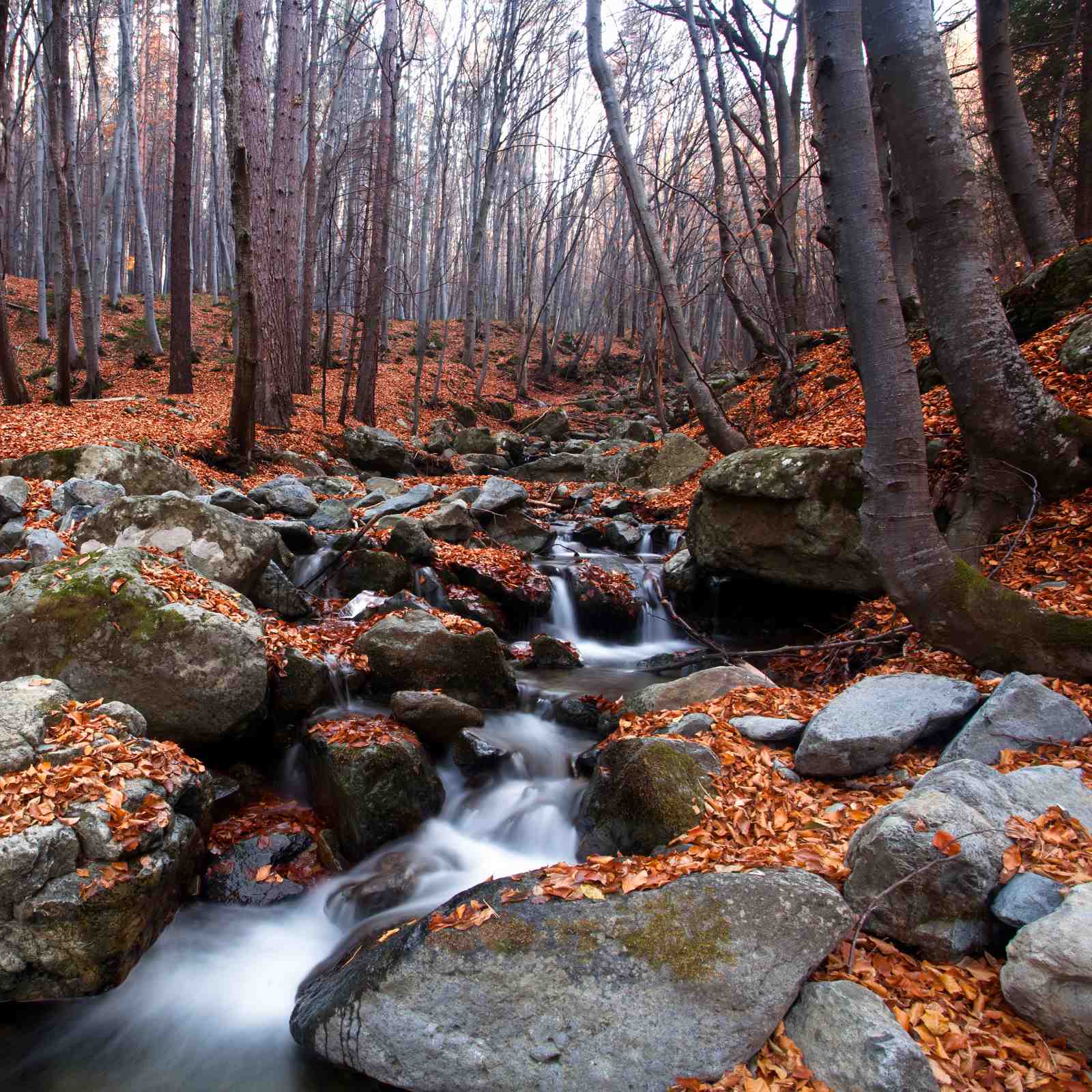 Autumn Forest Stream Serenity Wall Art