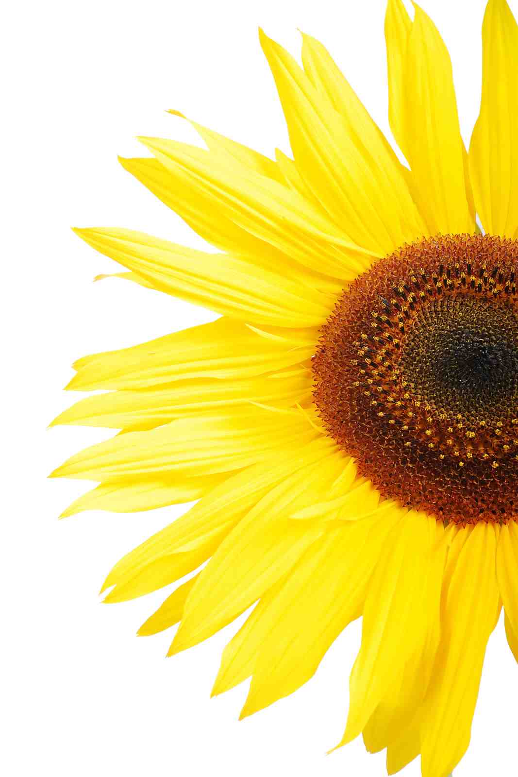 Vibrant Yellow Sunflower Close-Up Wall Art