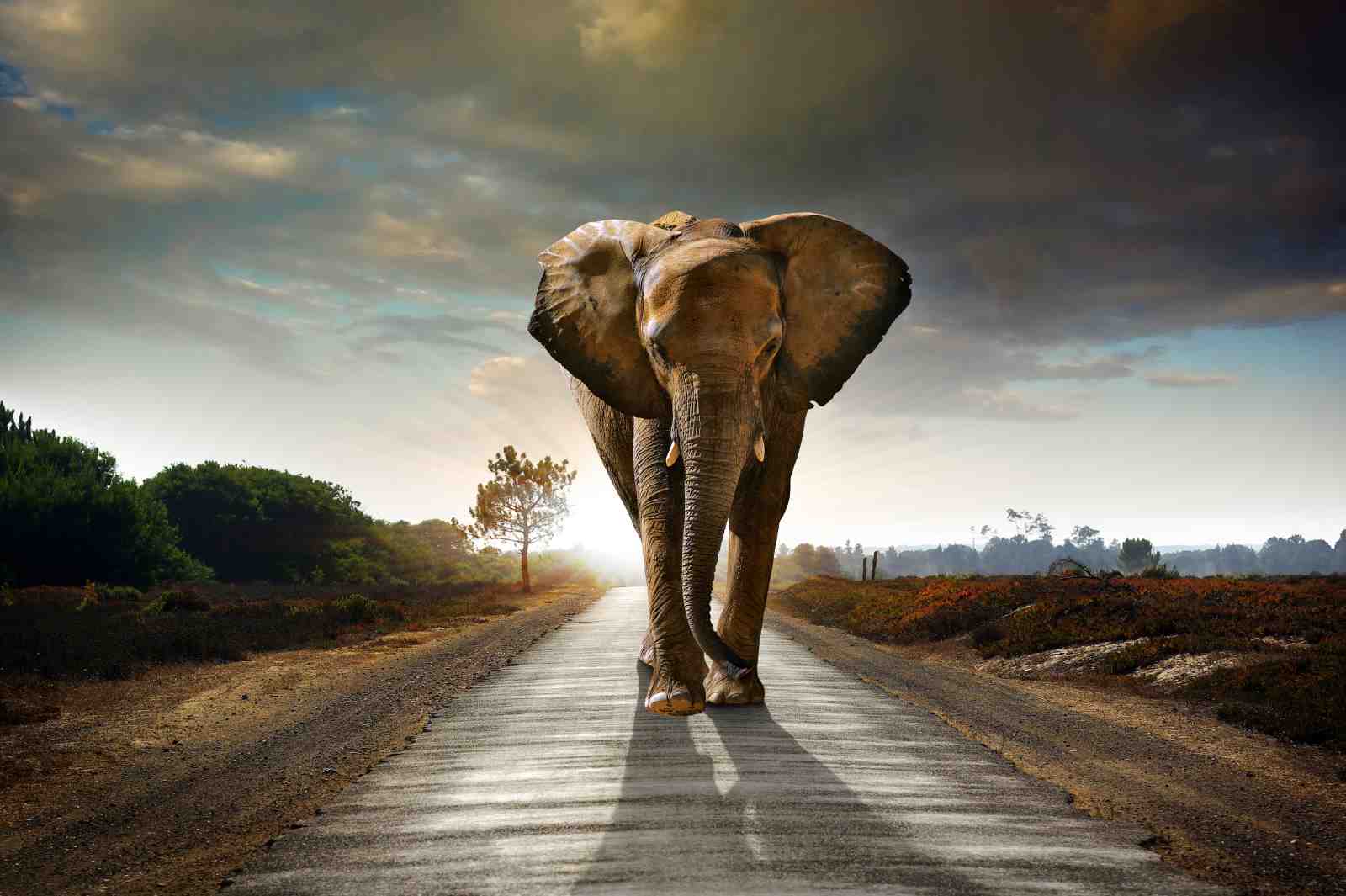 Majestic Elephant Safari Road Wall Art