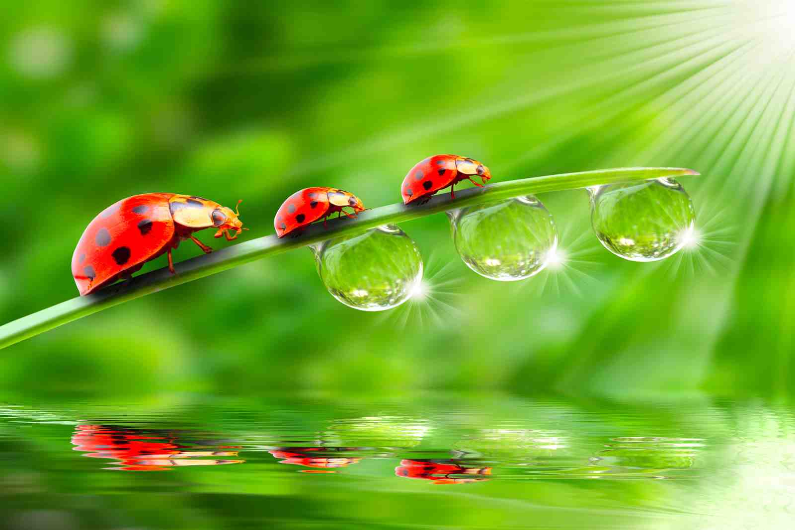Ladybugs on Dewdrop Grass Wall Art