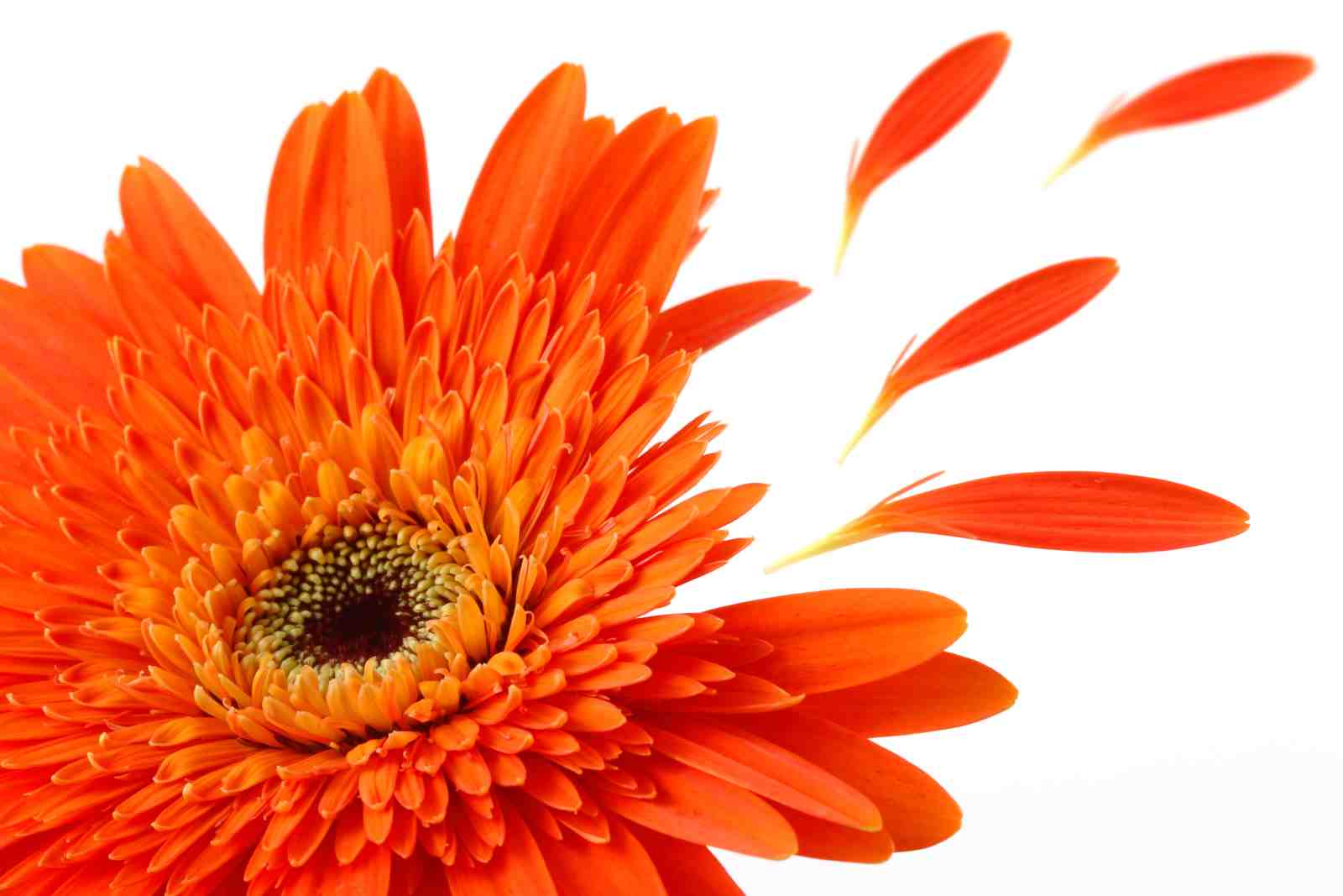 Vibrant Orange Gerbera Flower Wall Art