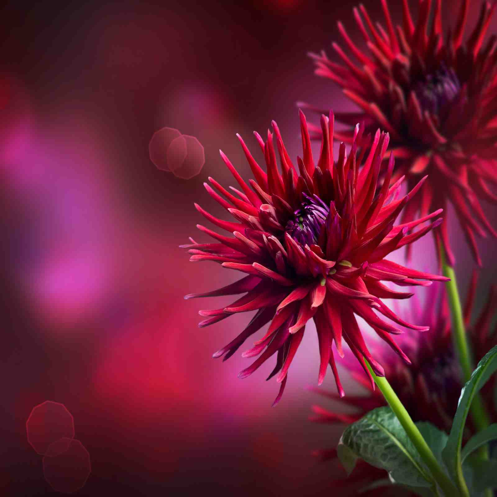 Vibrant Red Dahlia Floral Wall Art