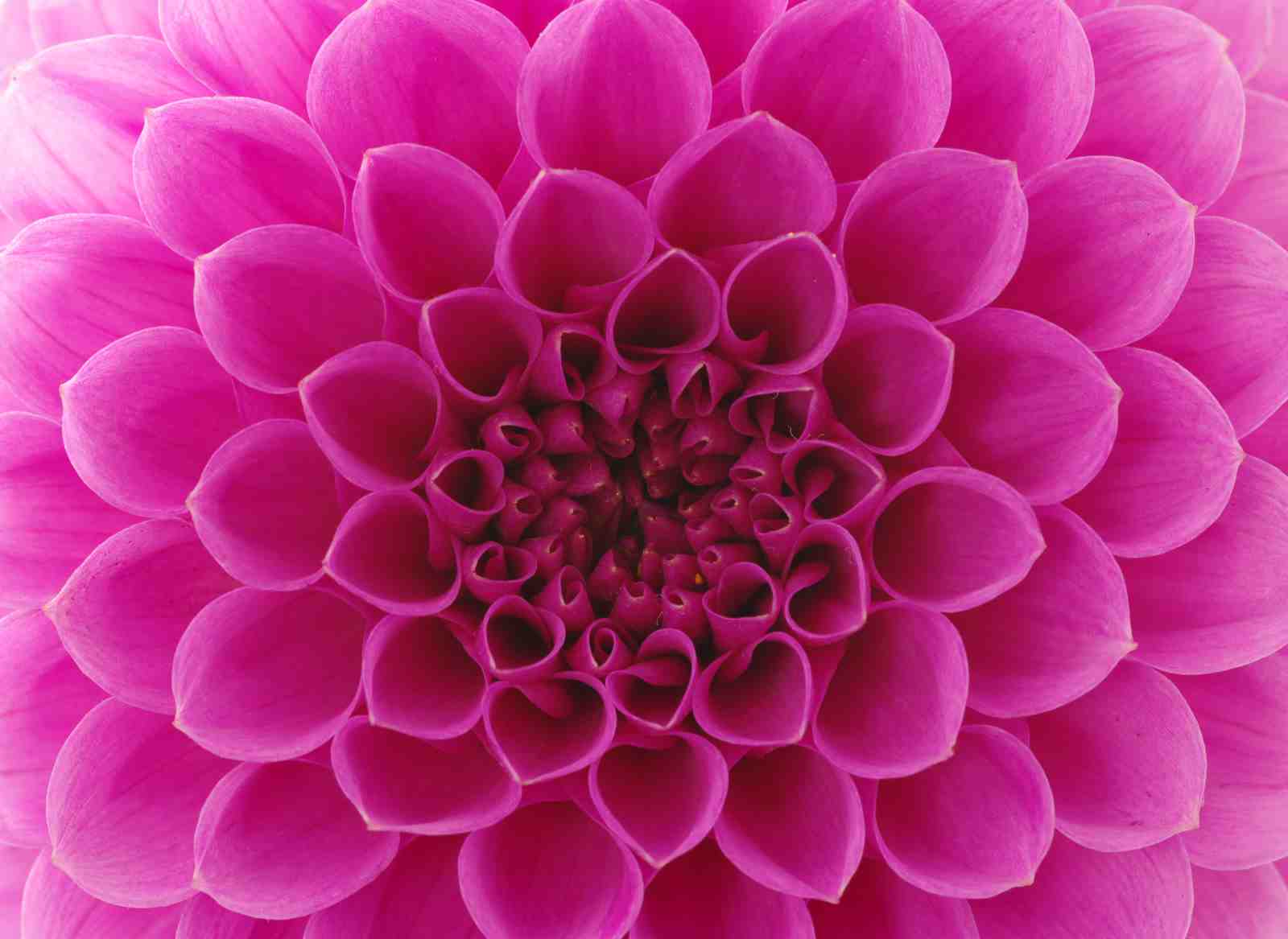 Vibrant Pink Dahlia Close-Up Wall Art