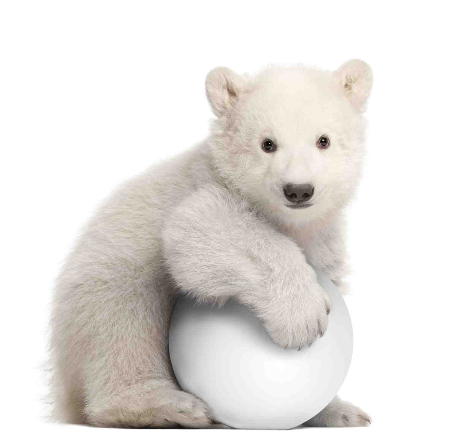Adorable Polar Bear Cub with Ball Wall Art