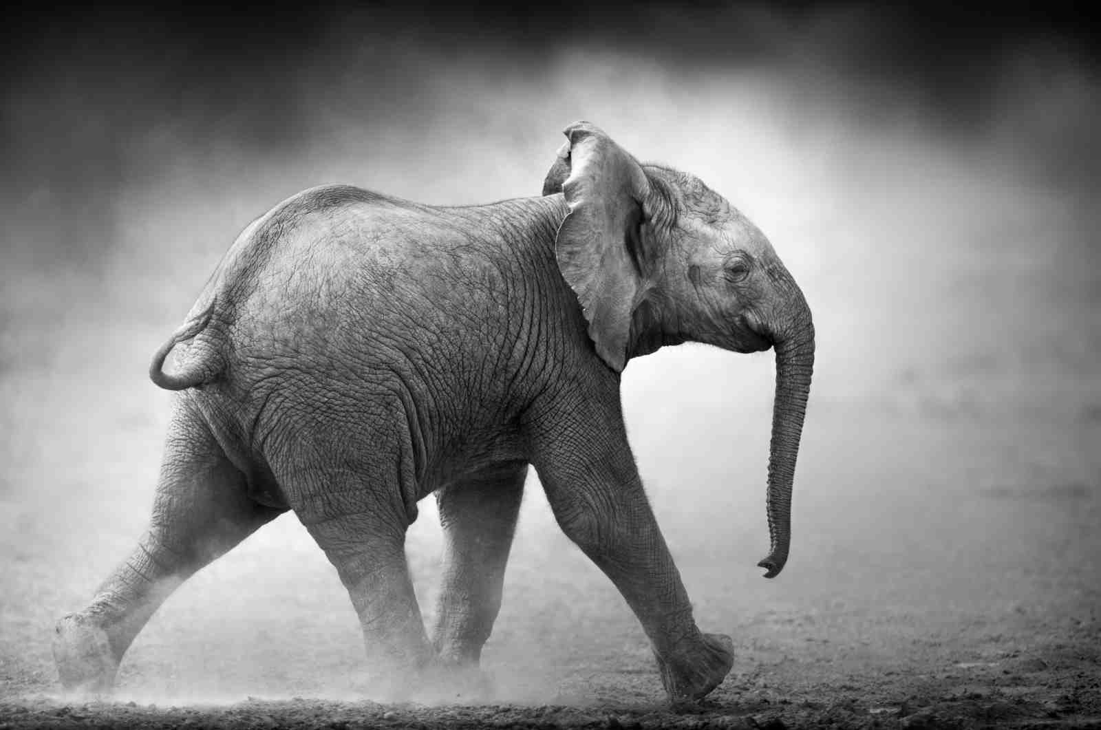 Majestic Baby Elephant Safari Black & White Wall Art