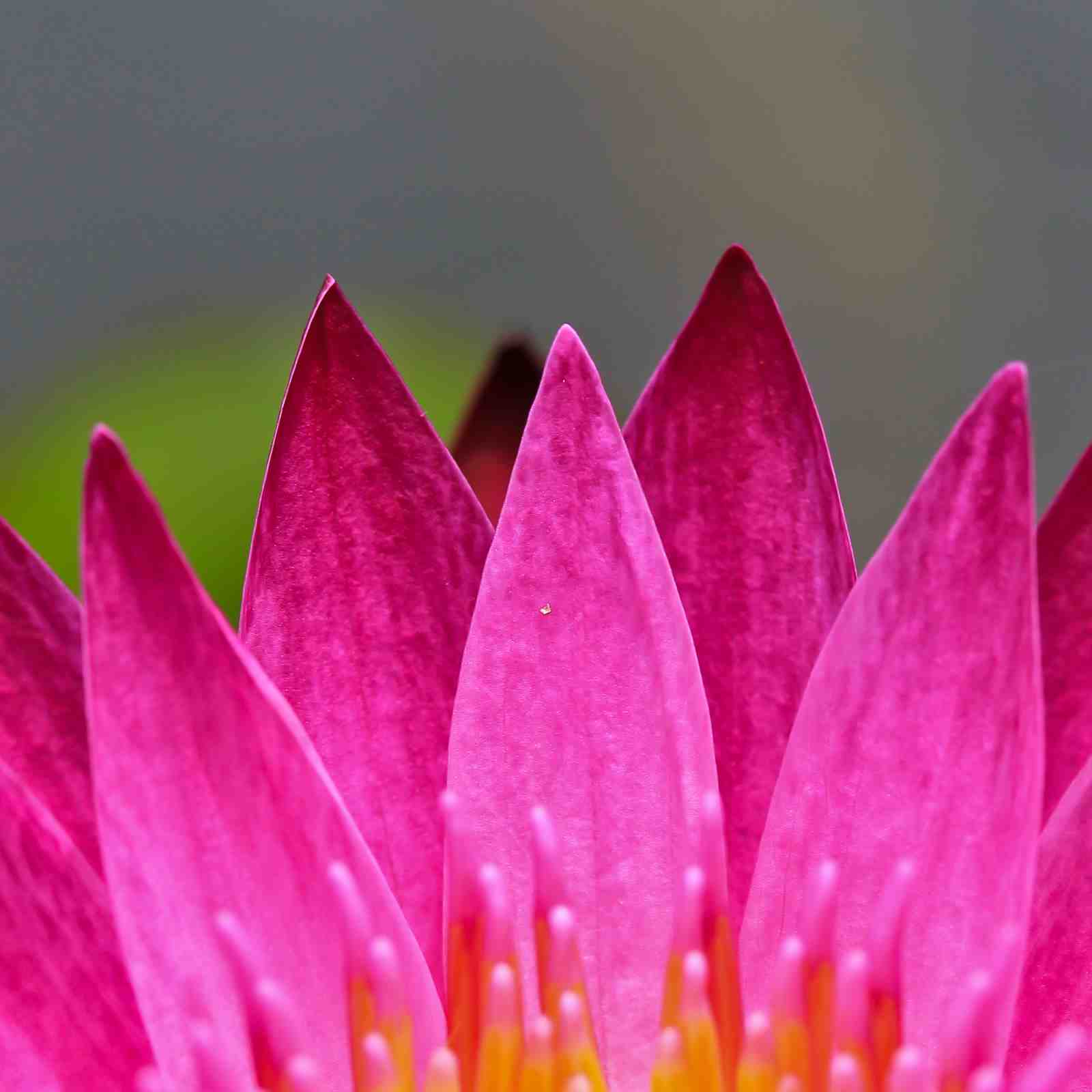 Vibrant Pink Lotus Bloom Wall Art