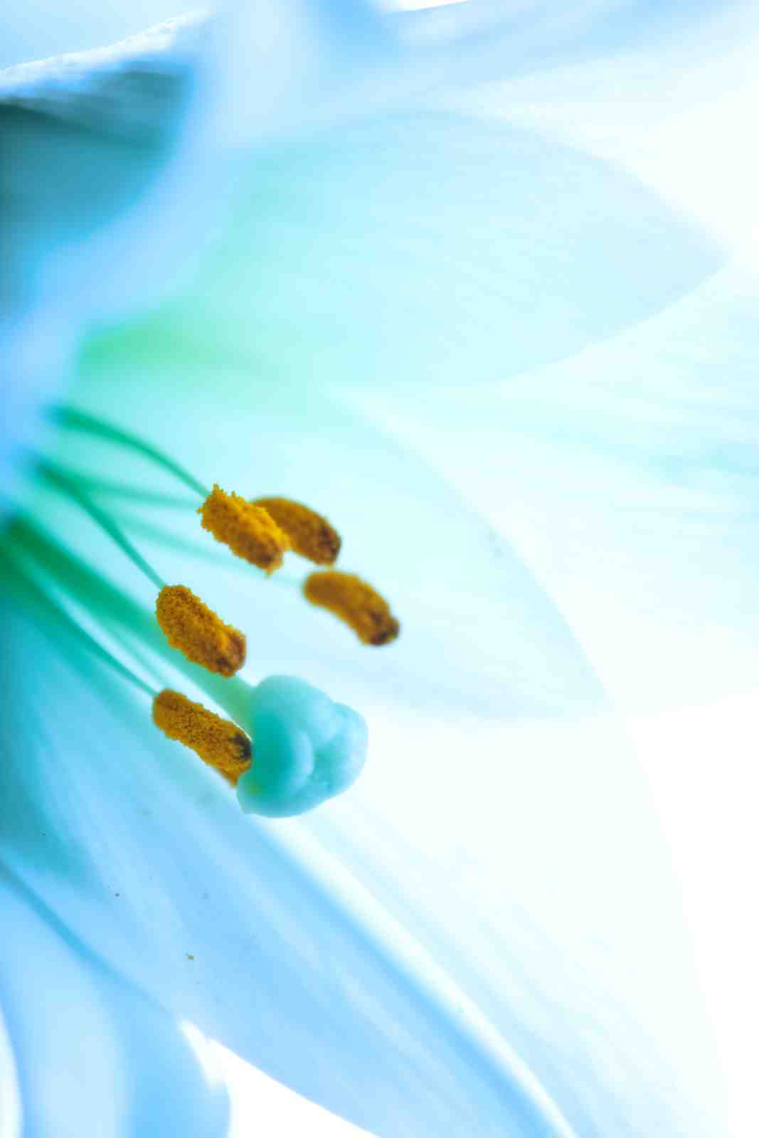 Serene Lily Macro Wall Art