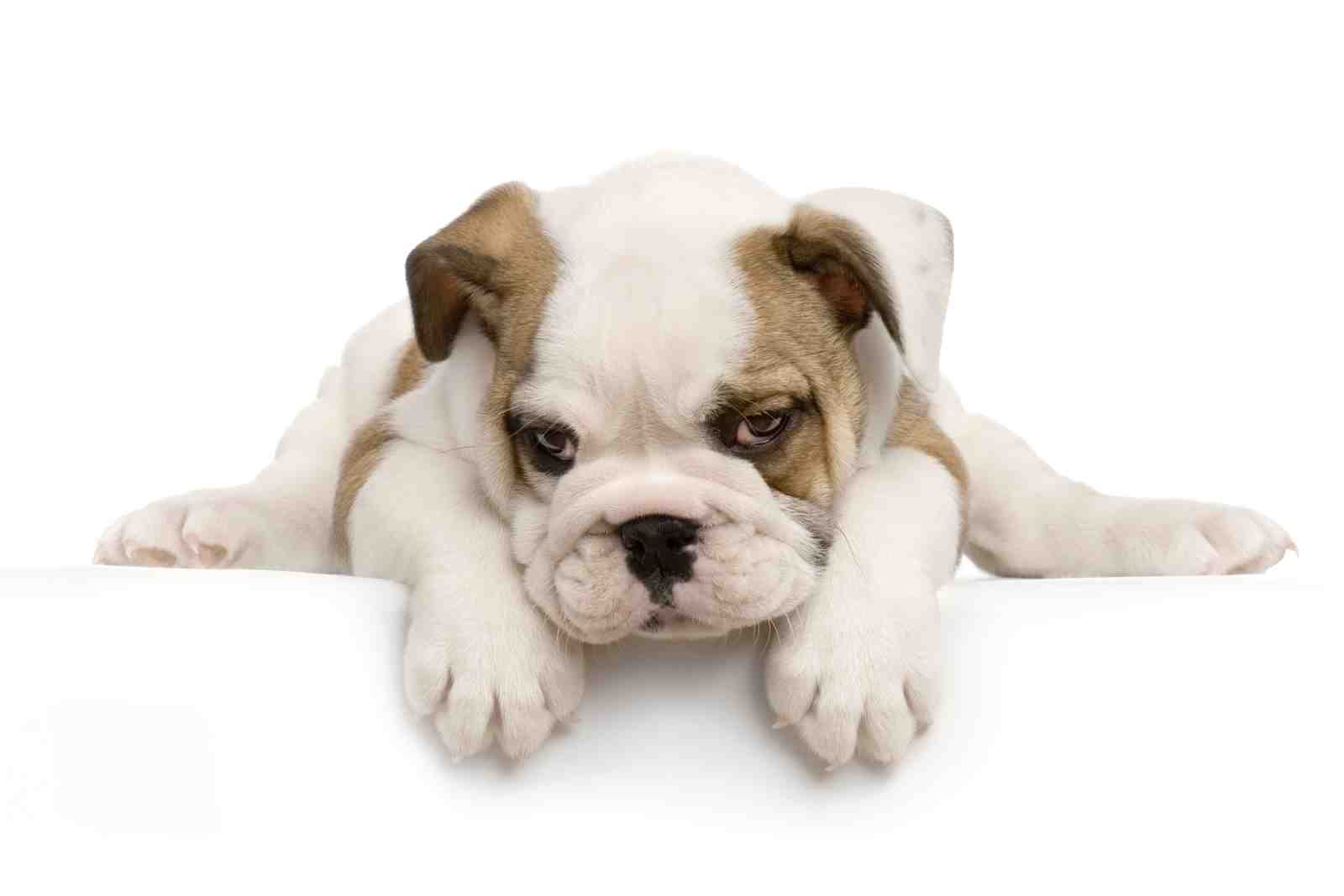 Adorable Bulldog Puppy on White Wall Art