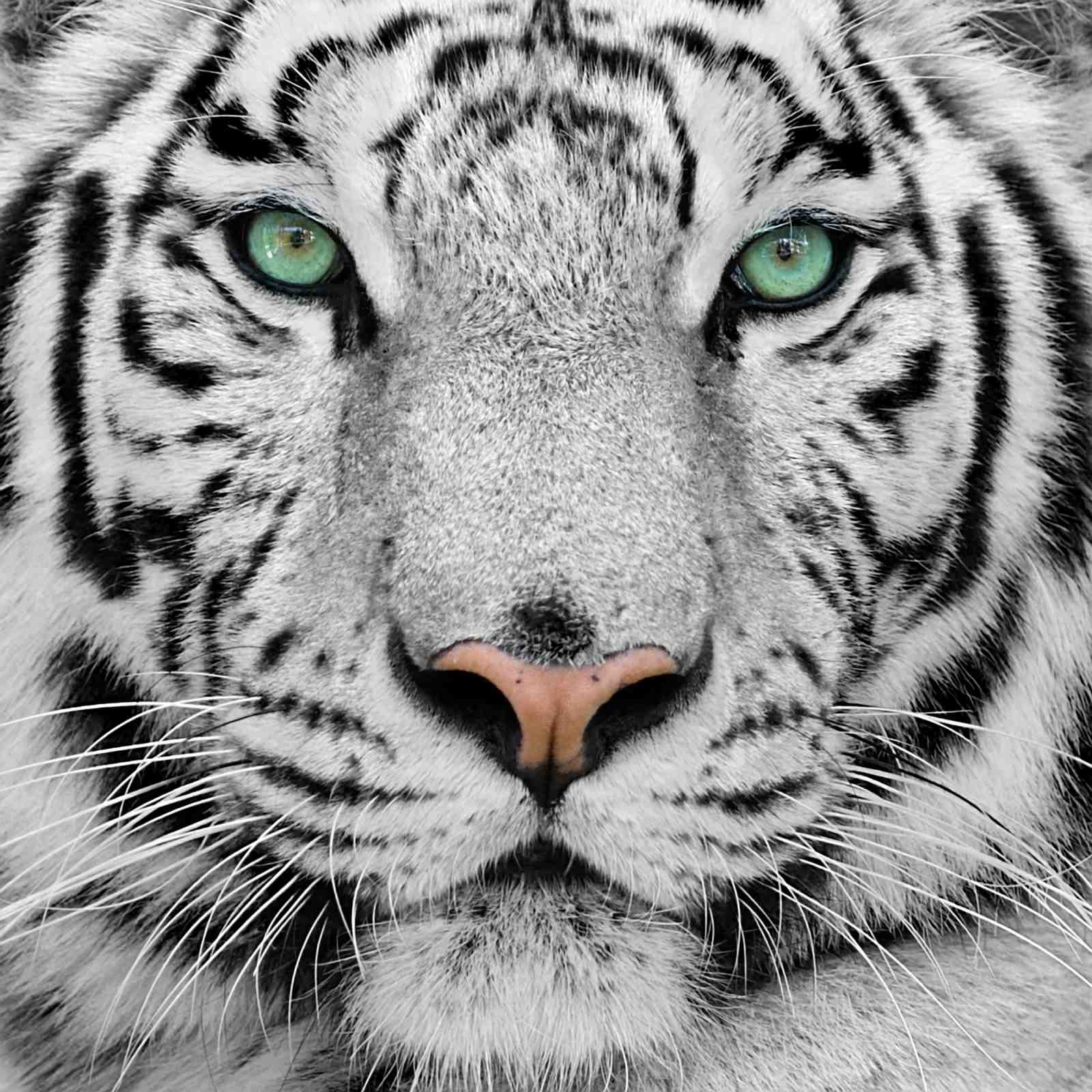 Majestic White Tiger Eyes Wall Art