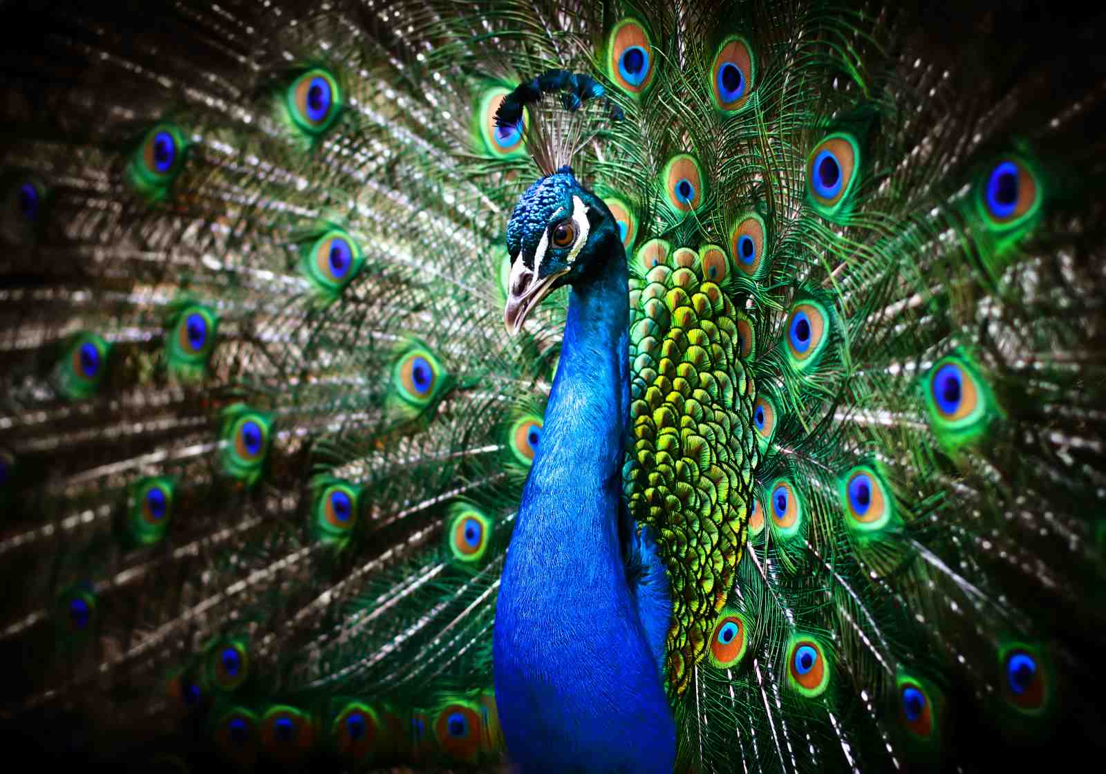 Majestic Peacock Display Wall Art