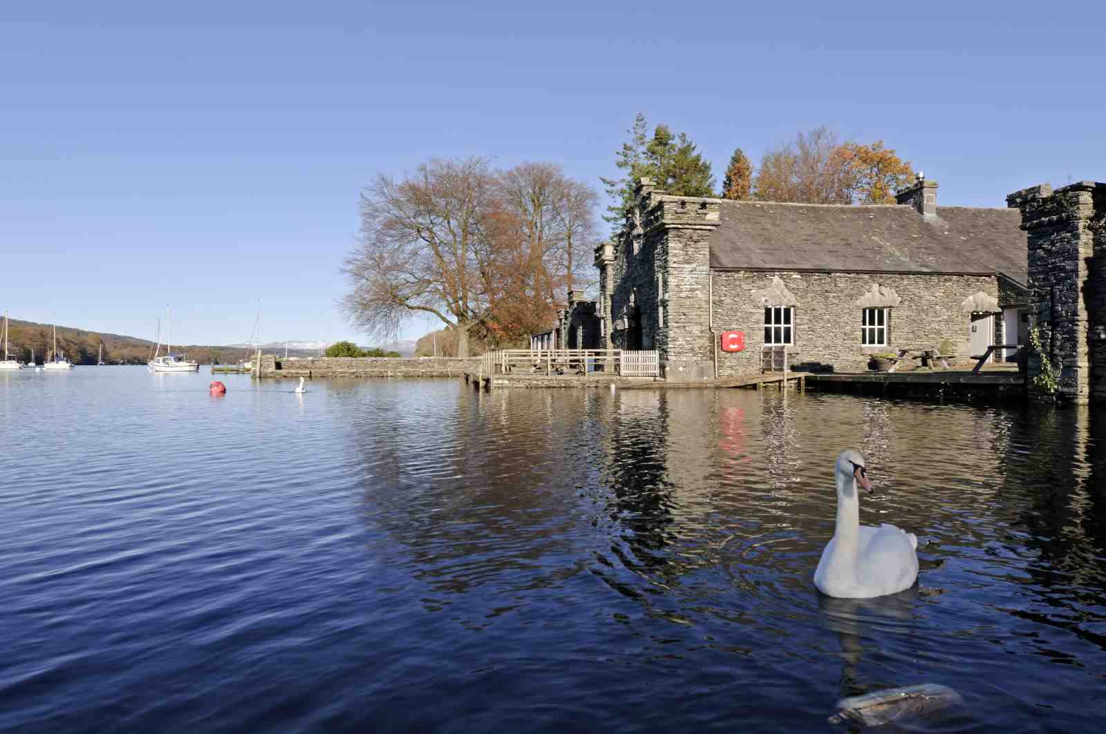Serene Swan Lakehouse Landscape Wall Art