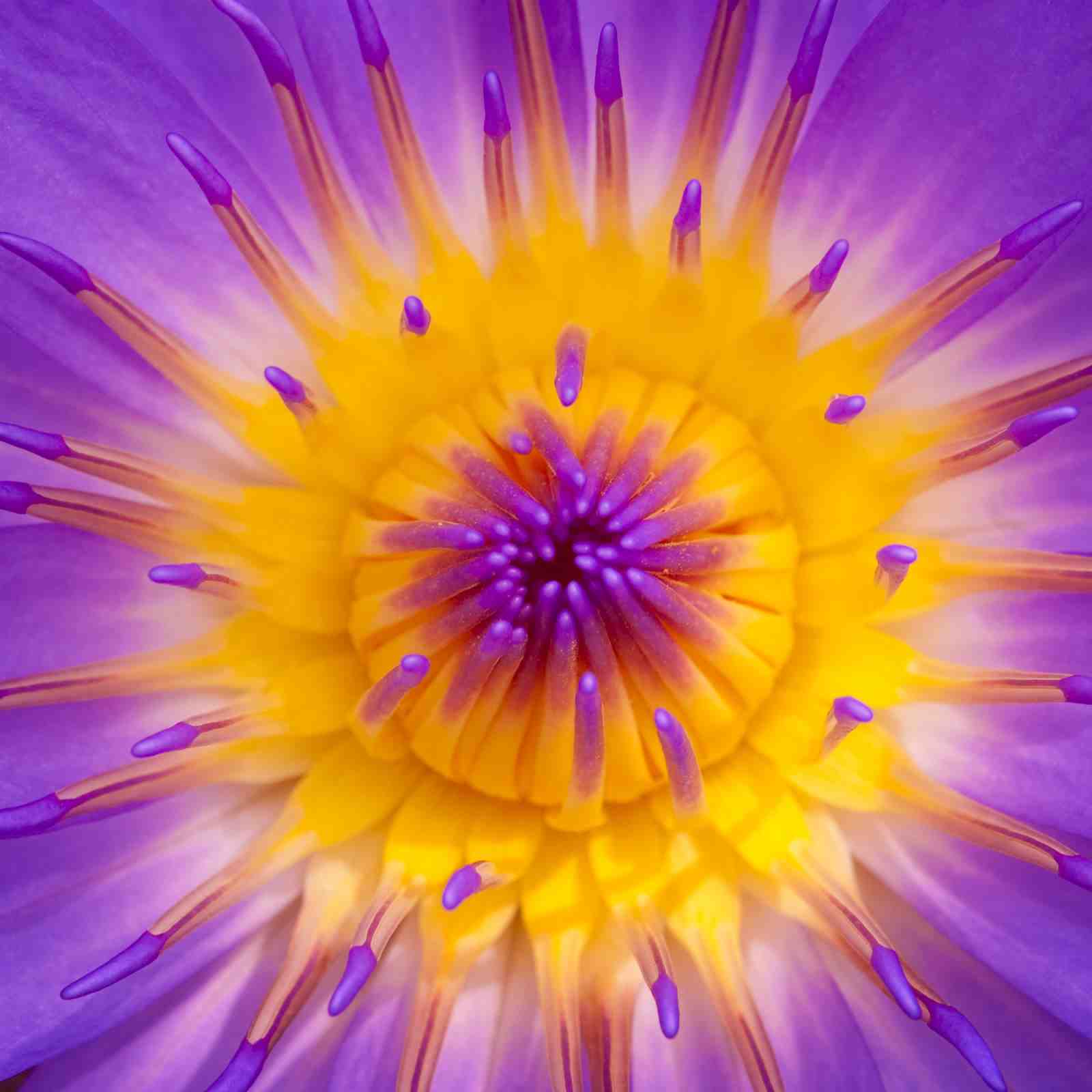Vibrant Purple Lotus Macro Wall Art