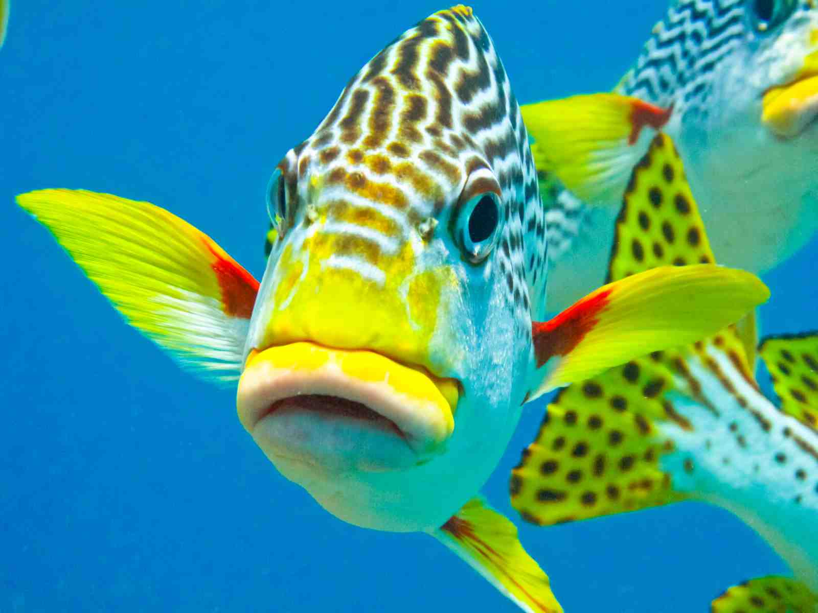 Vibrant Yellow & Blue Tropical Fish Wall Art