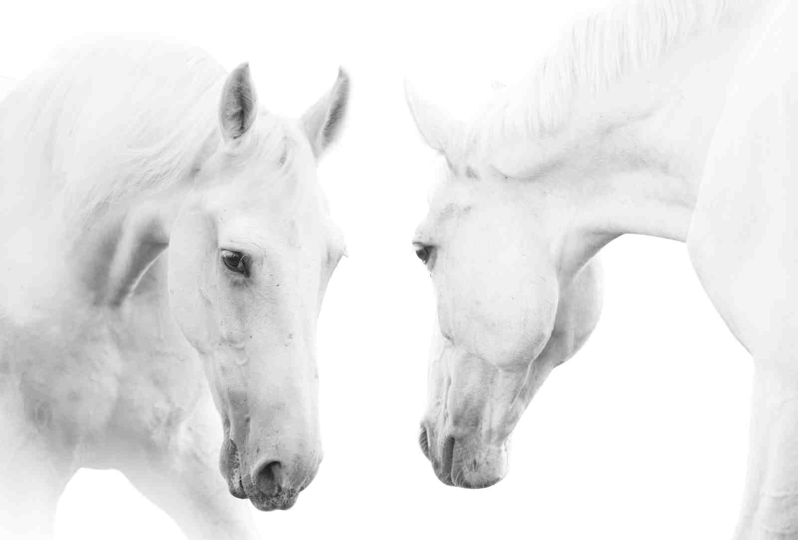 Majestic White Horses Duo Wall Art