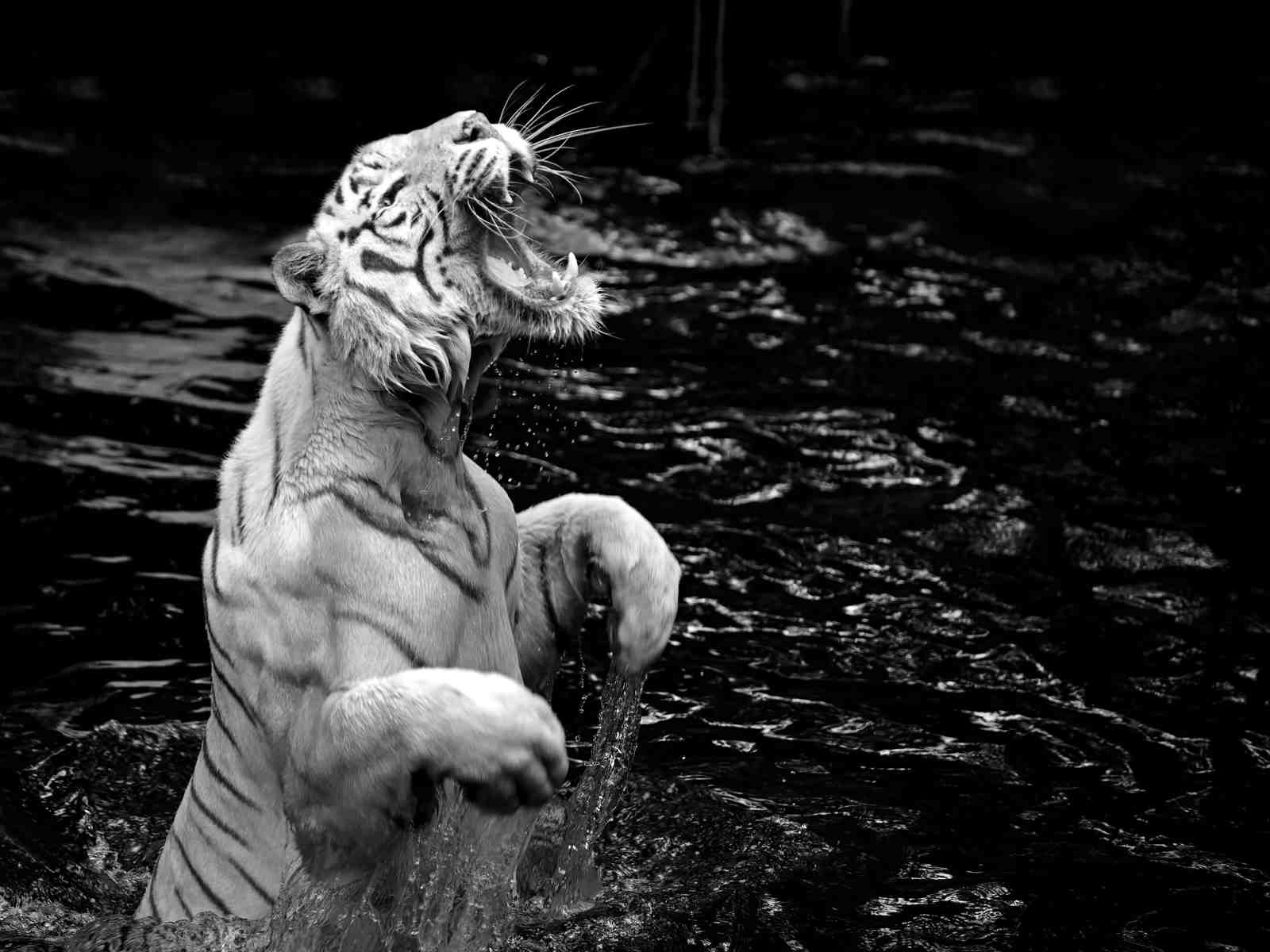 Majestic White Tiger Roar Wall Art