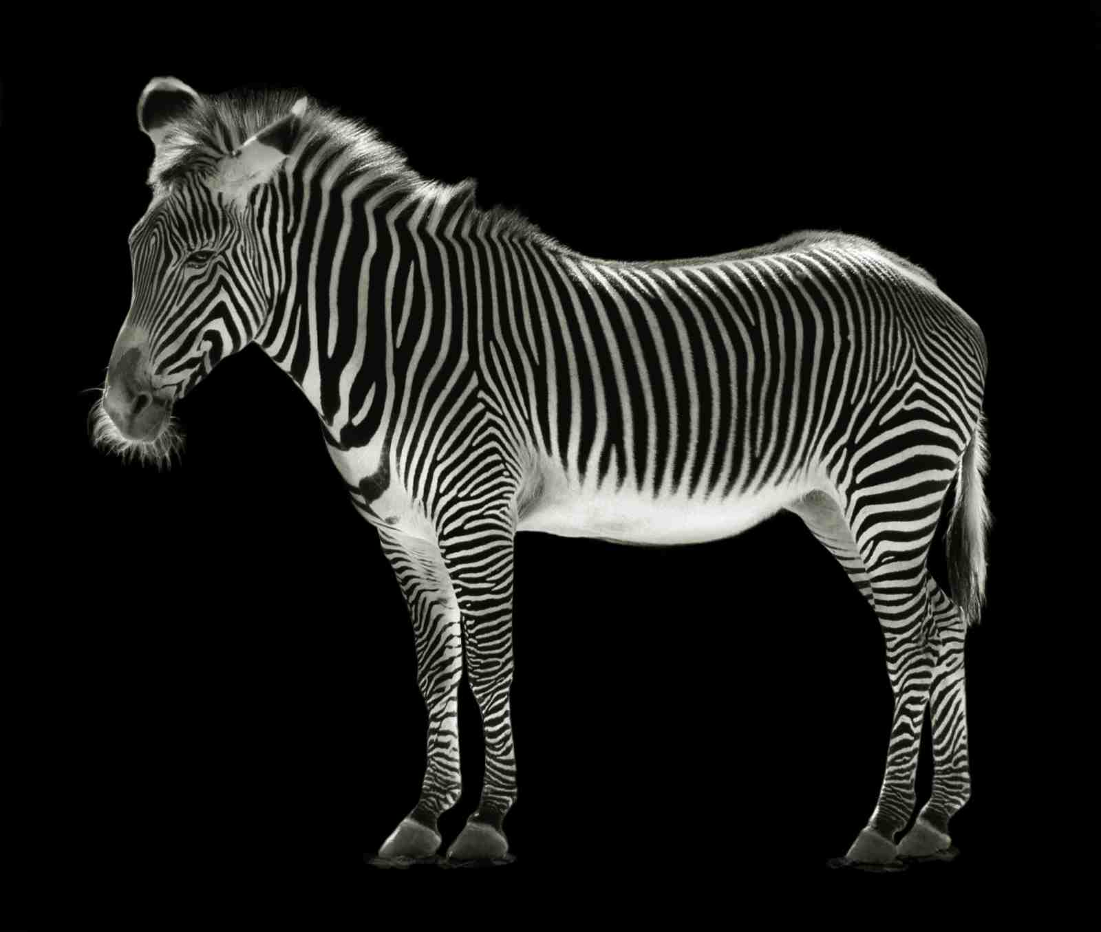 Striking Zebra Portrait Wall Art