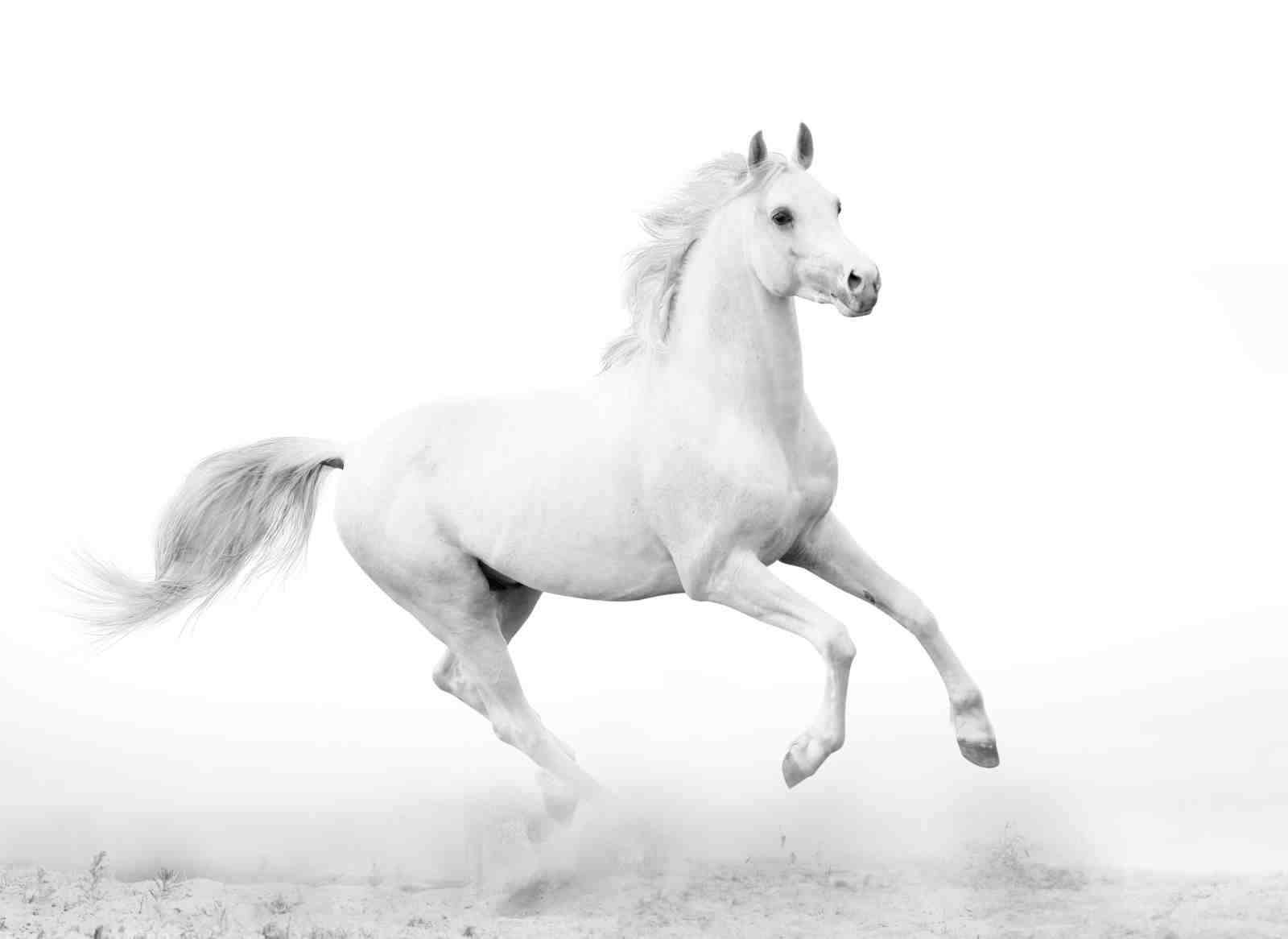 Majestic White Stallion Horse Galloping Wall Art