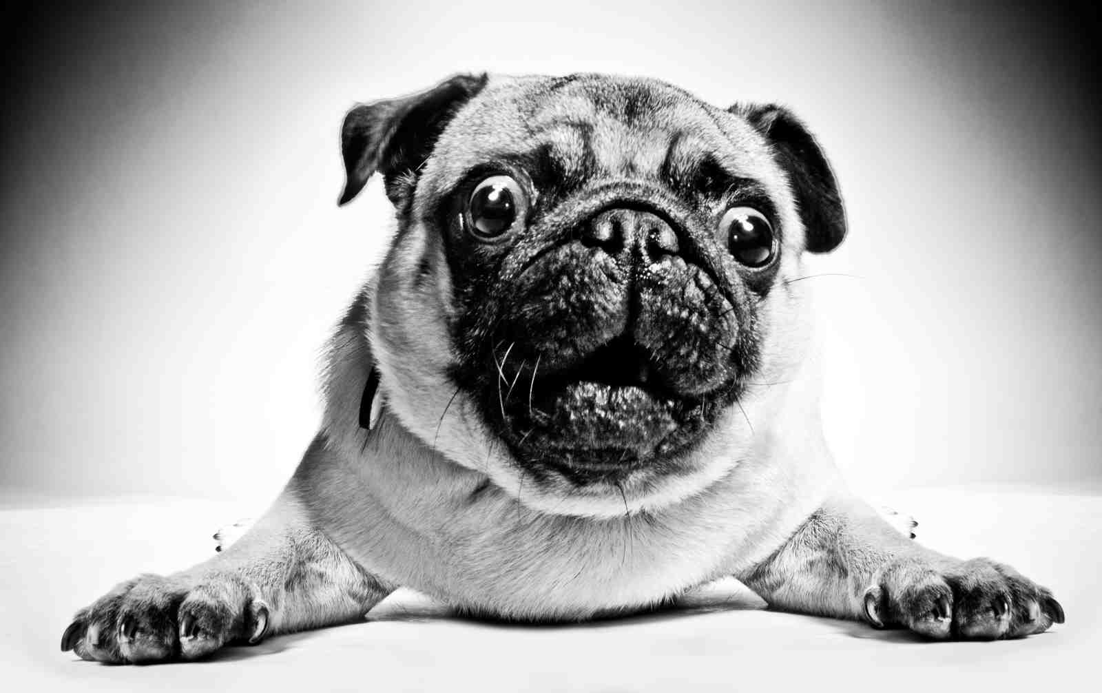 Adorable Pug Face Black and White Wall Art