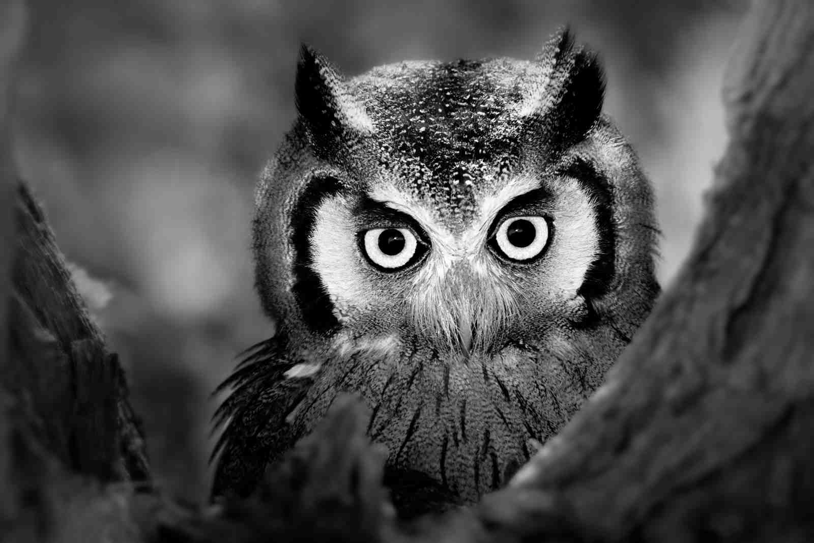 Intense Owl Portrait B&W Wall Art