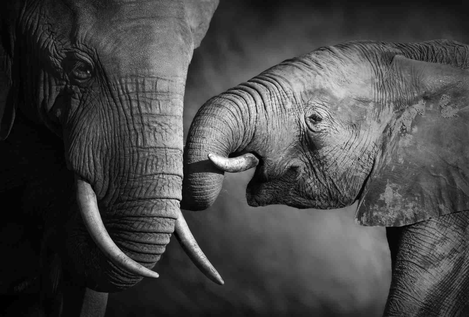 Majestic Elephants BW Close-up Wall Art