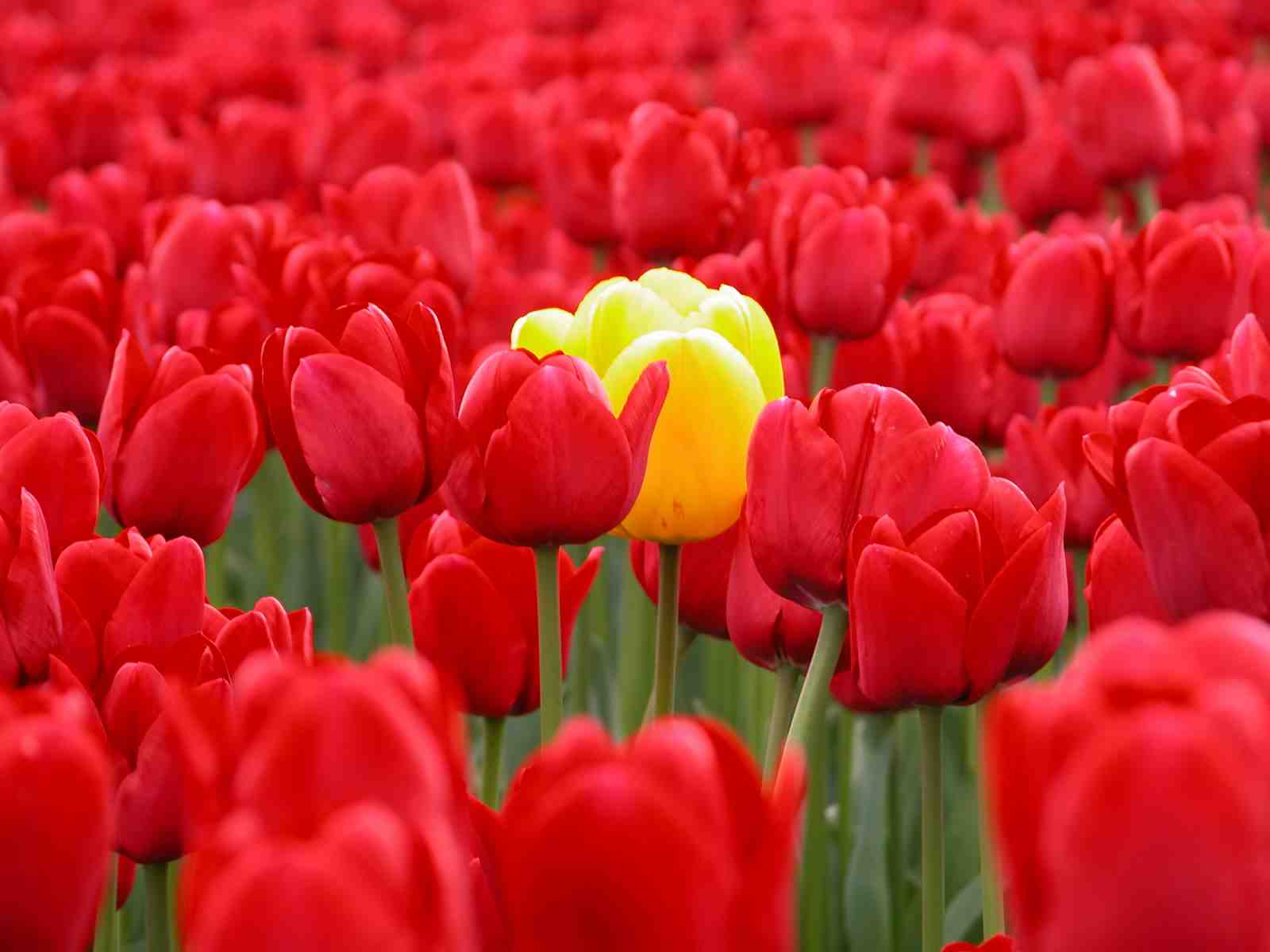 Red Tulips & Yellow Bloom Wall Art Wall Art