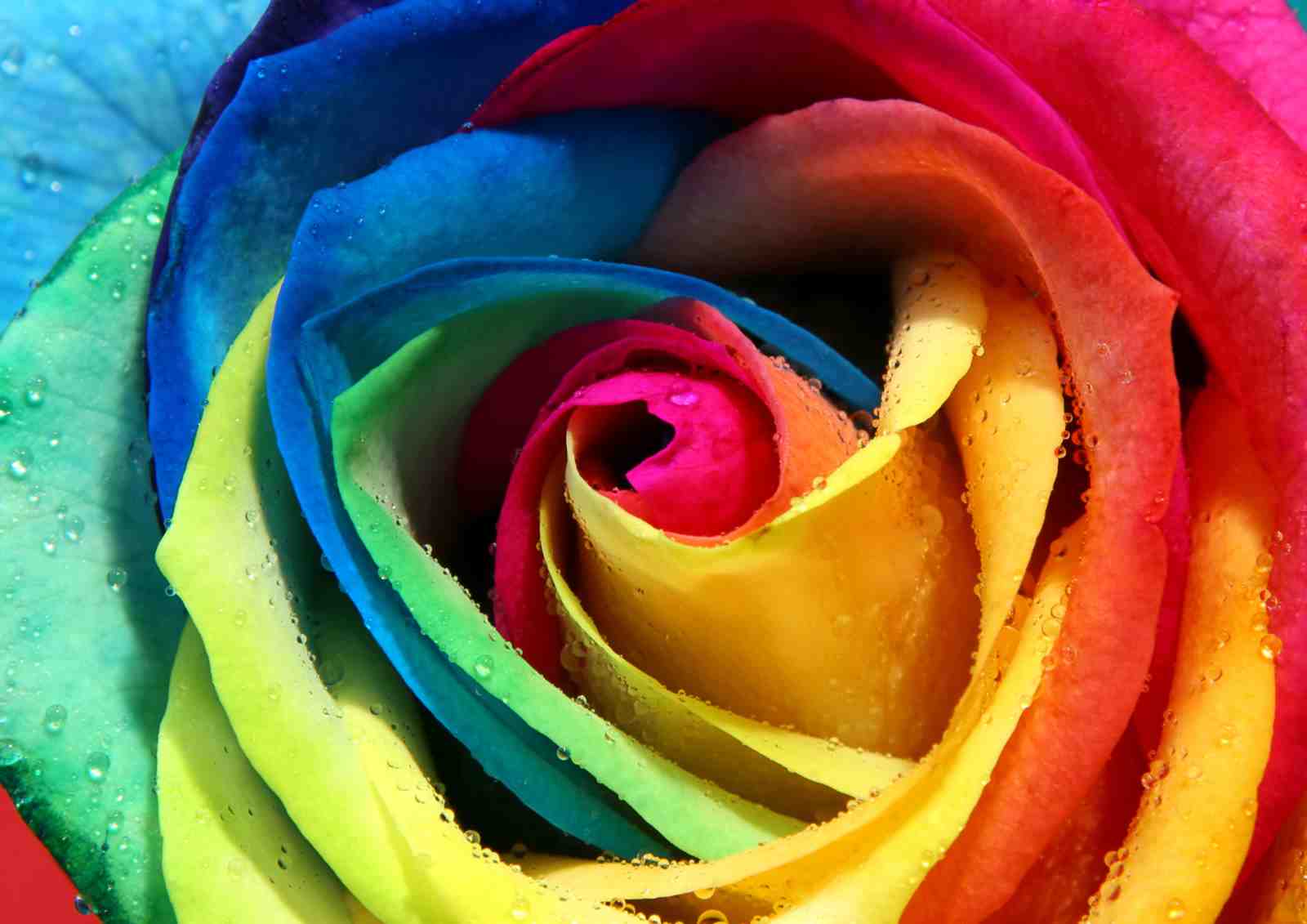 Vibrant Rainbow Rose Dewdrops Wall Art