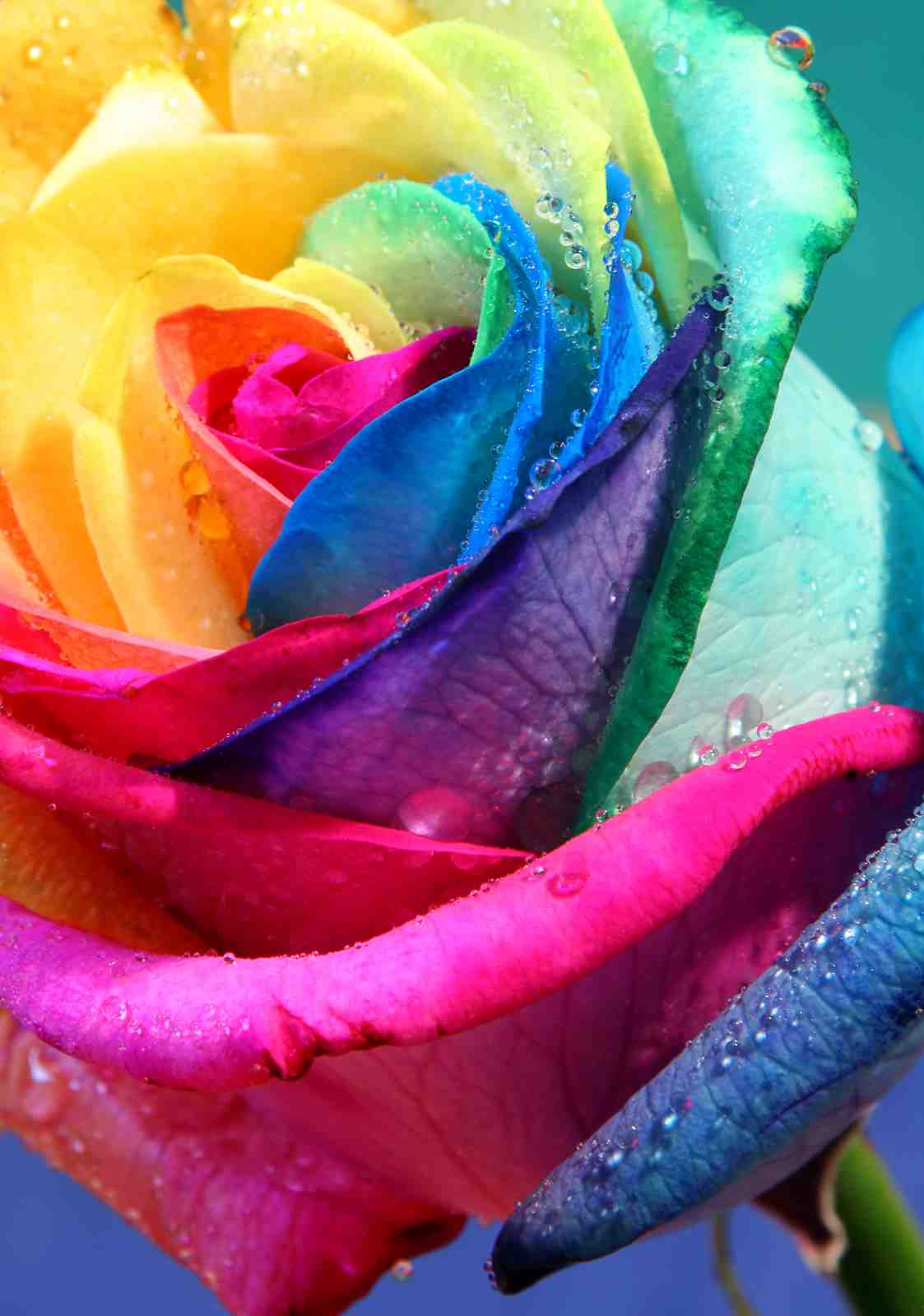 Vibrant Rainbow Rose Water Droplets Wall Art