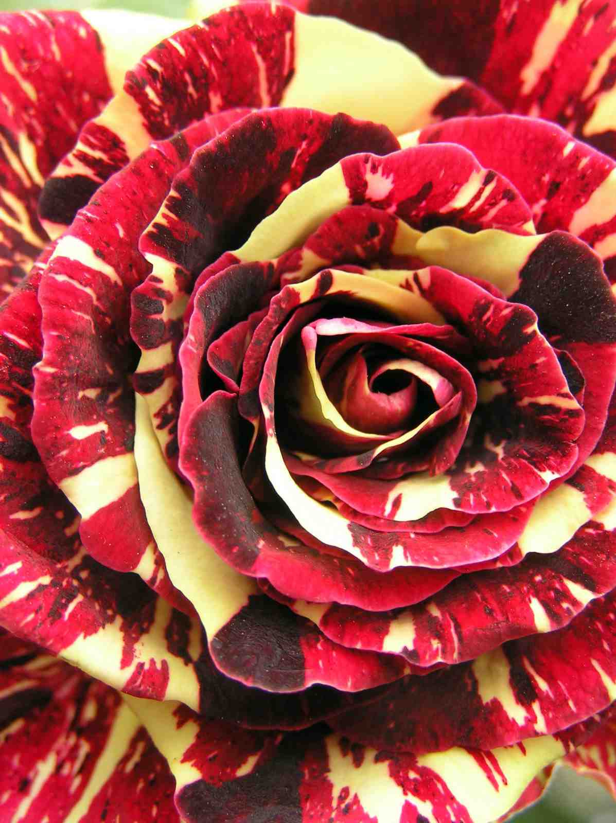Striking Red Yellow Rose Petals Wall Art