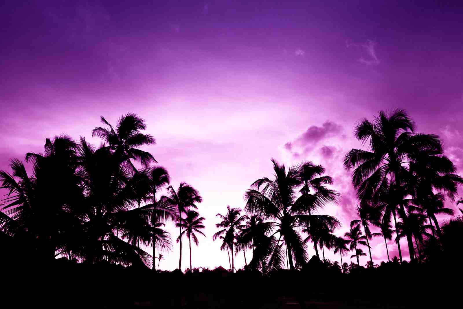 Vibrant Purple Palm Trees Sunset Wall Art