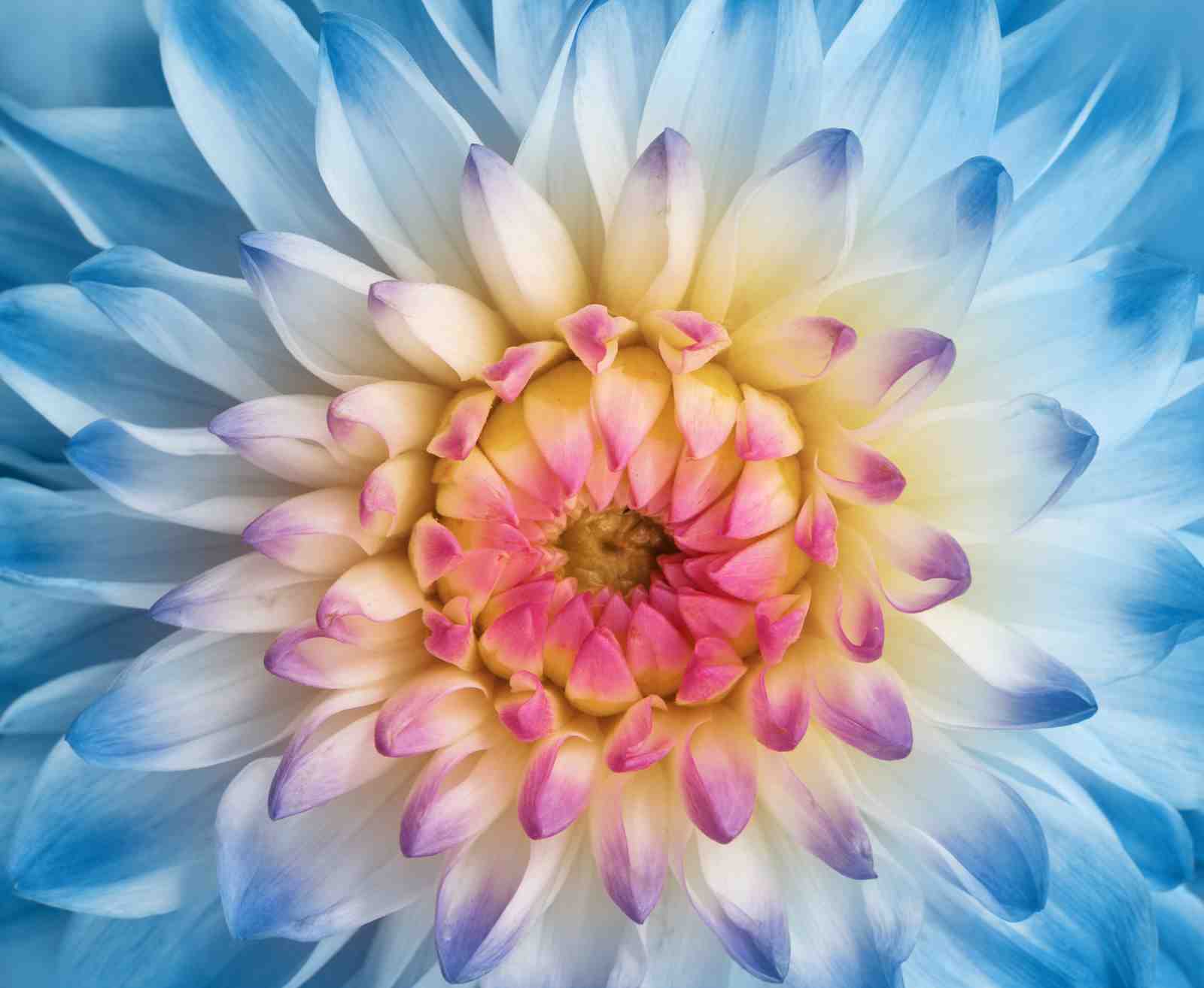 Abstract Floral Dream Blue Pink Yellow Wall Art