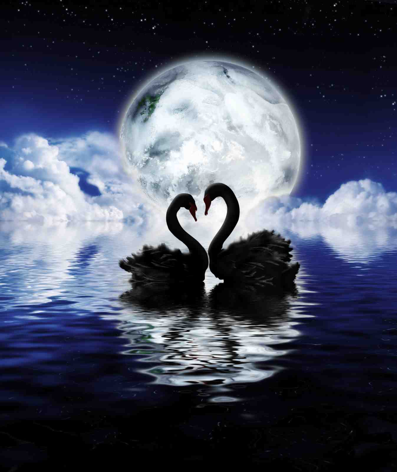 Enchanting Swans Love Heart Night Sky Wall Art
